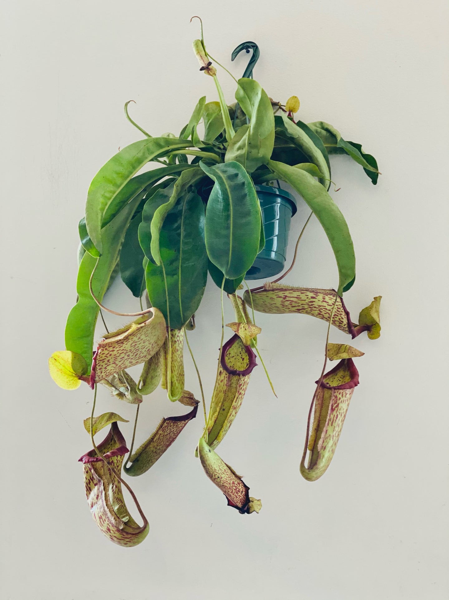 pitcher plant, nepenthes miranda, venus flytrap, carnivorous plants, nepenthes, nepenthes alata