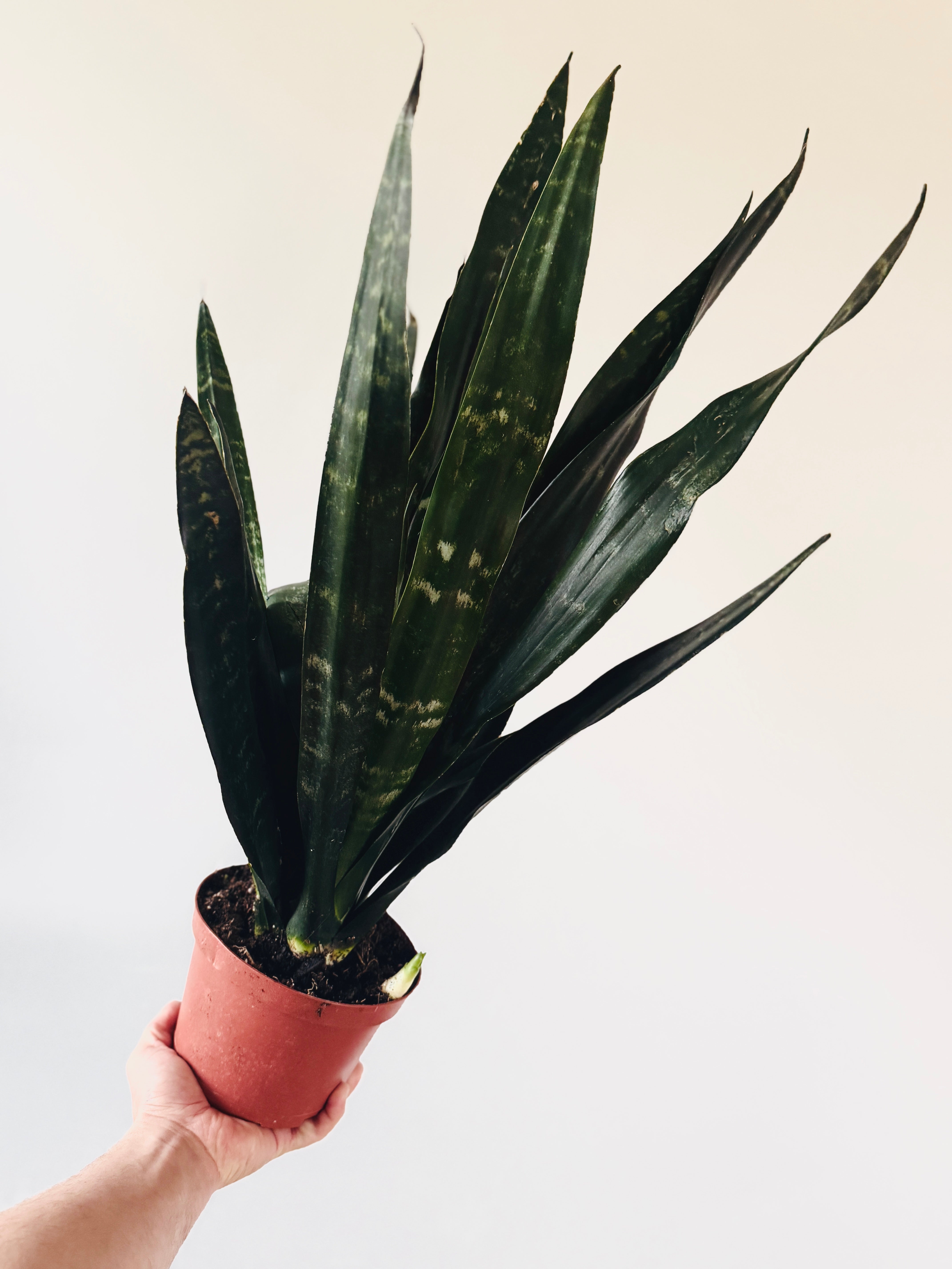 Black Coral Snake Plant - Sansevieria - Almost Impossible to kill