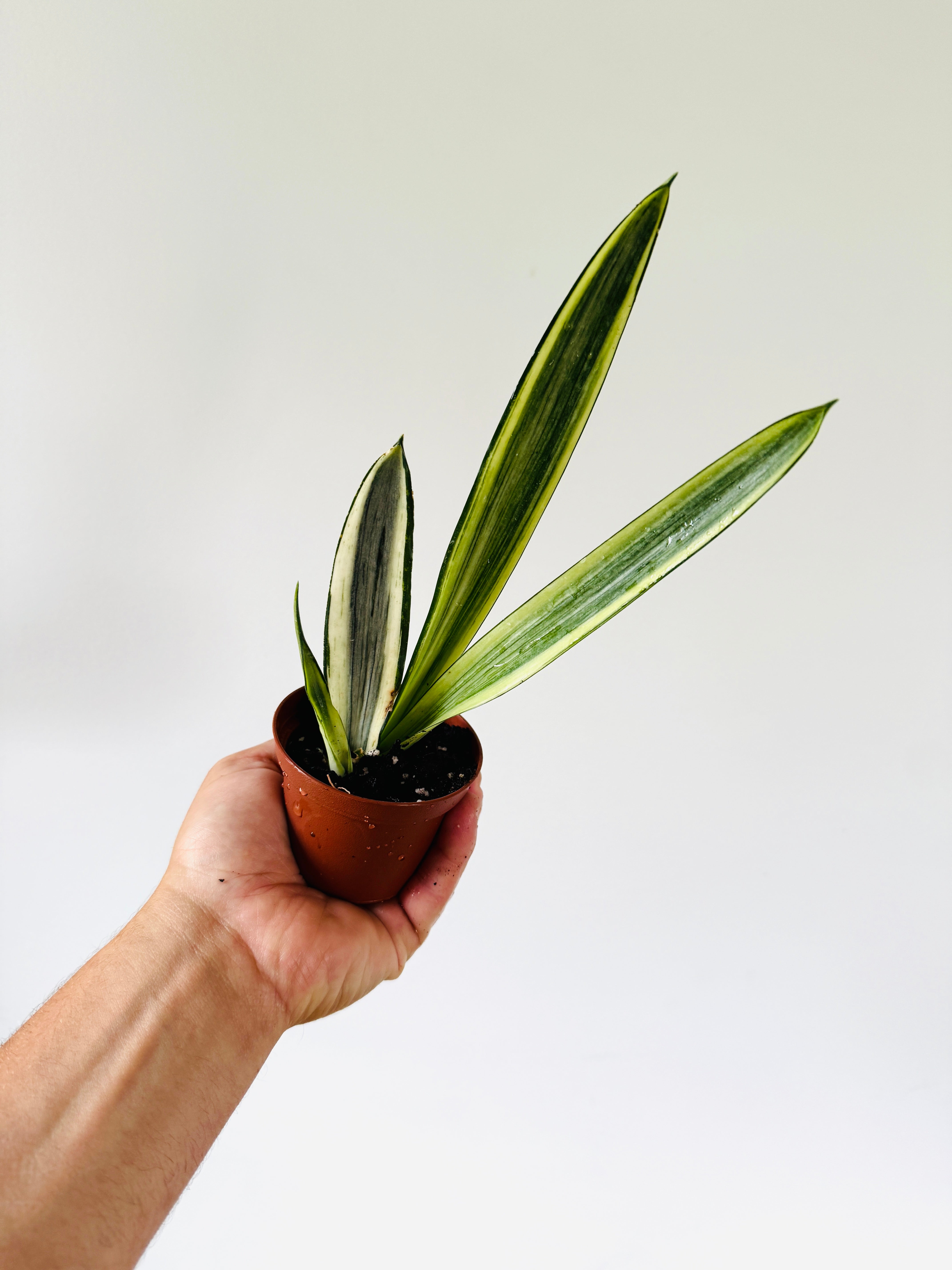 Sansevieria Bantel's Sensation - High Variegation