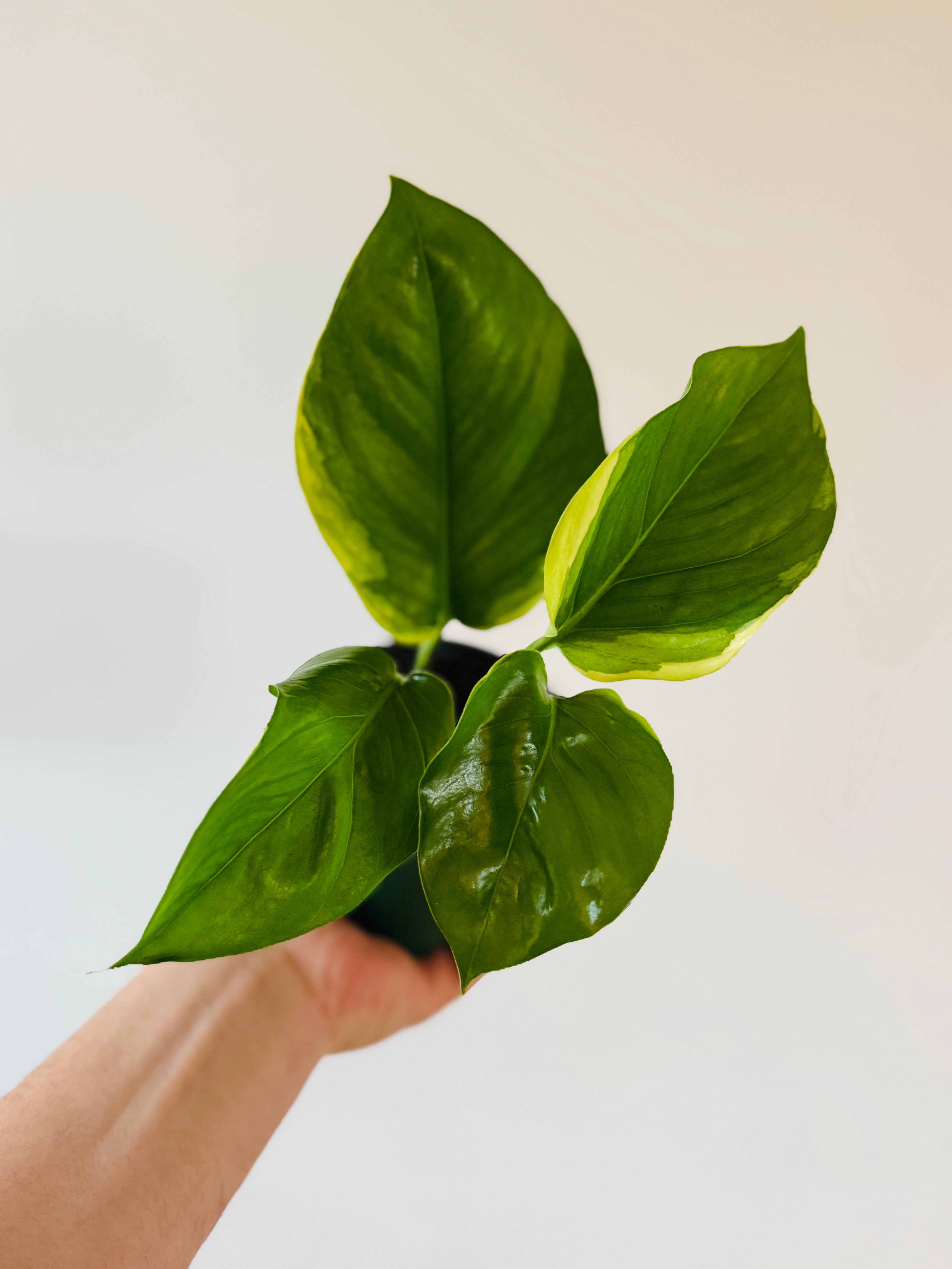 pathos vs pothos Pothos Manjula 'Poonsin'