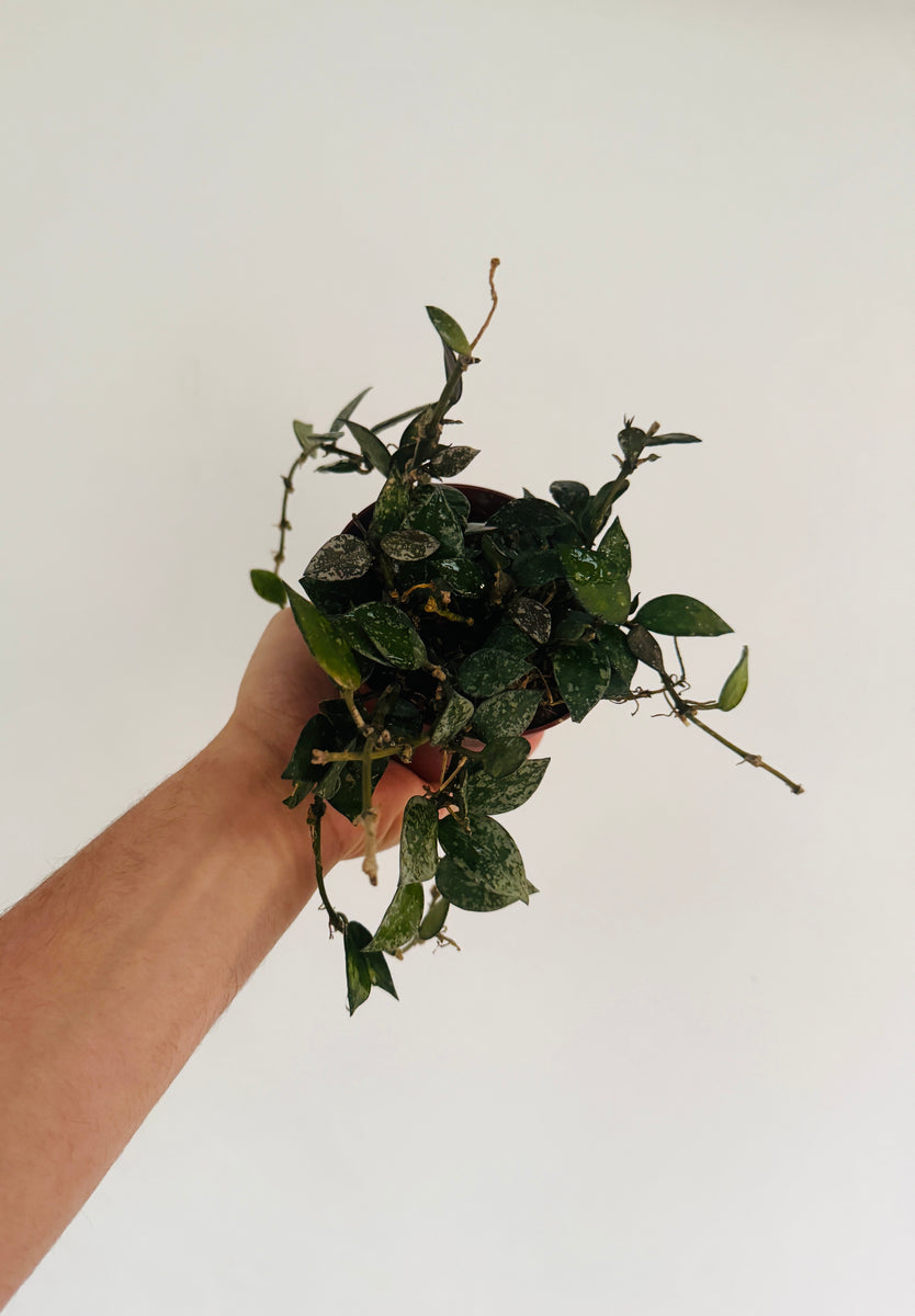 Hoya Krohniana Snow Caps - 4” Pot – Brumley & Bloom