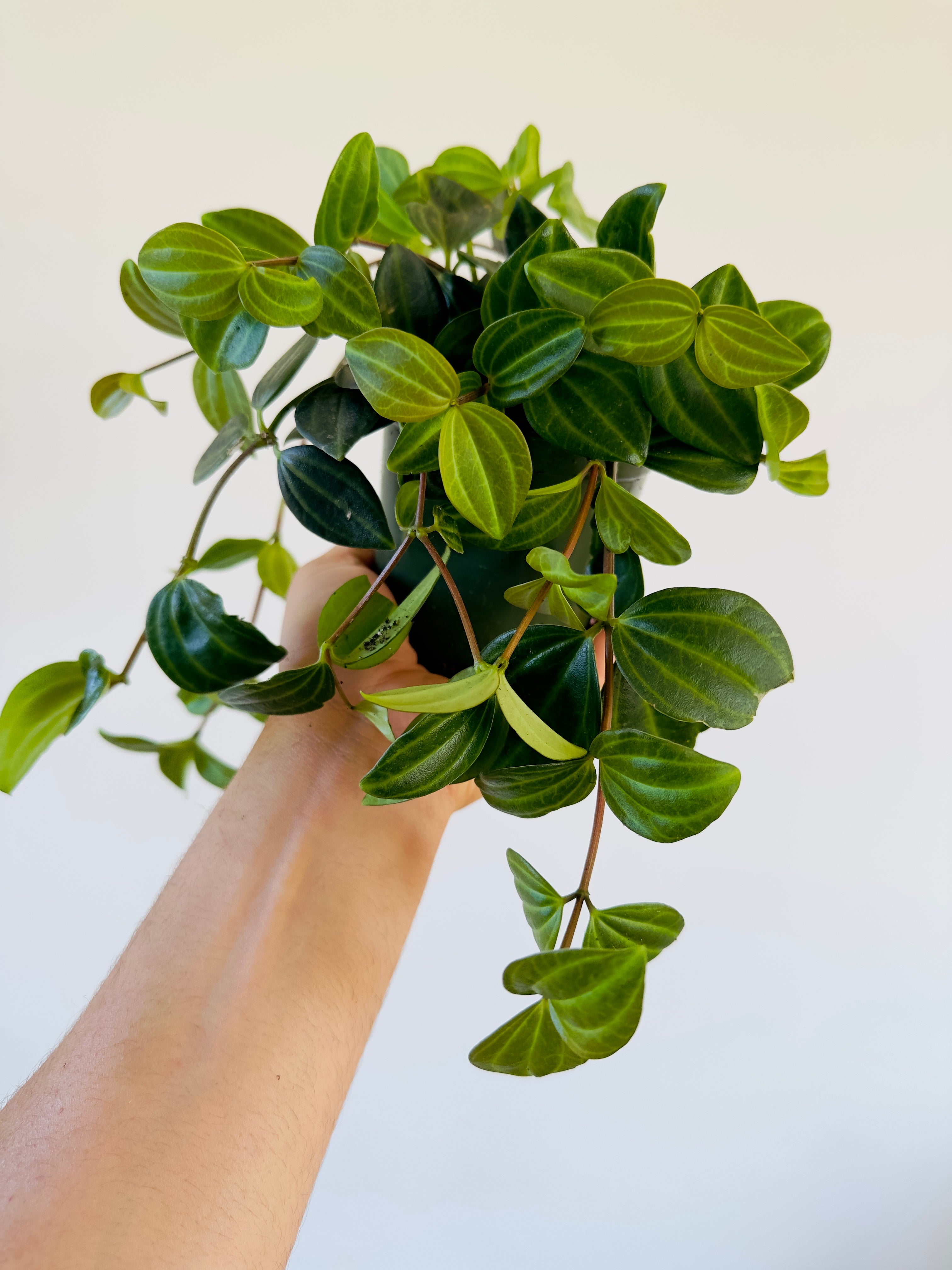 hanging peperomia plant Peperomia Quadrangularis - Diamond Plant