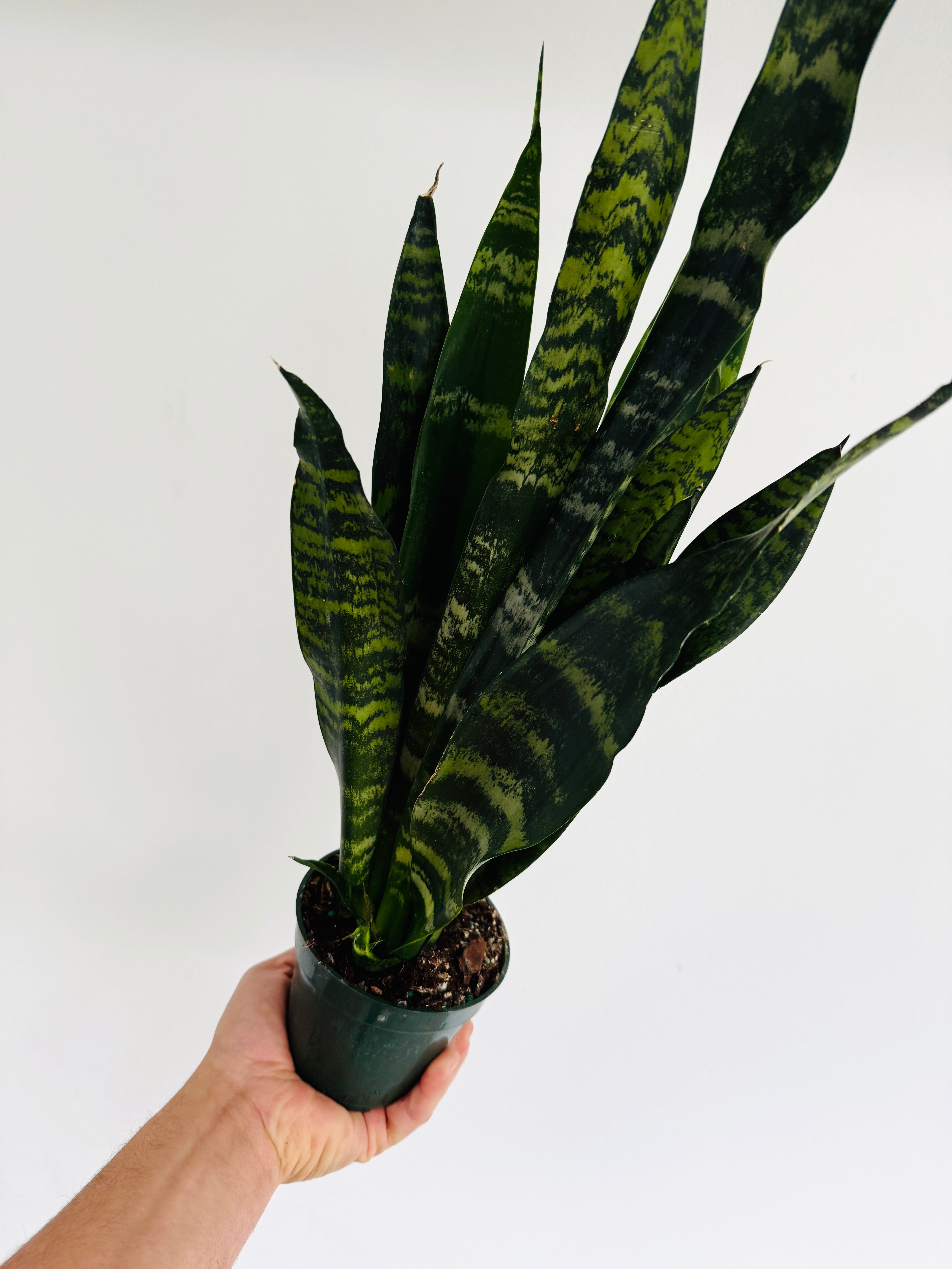 black princess snake plant Sansevieria Black Forest
