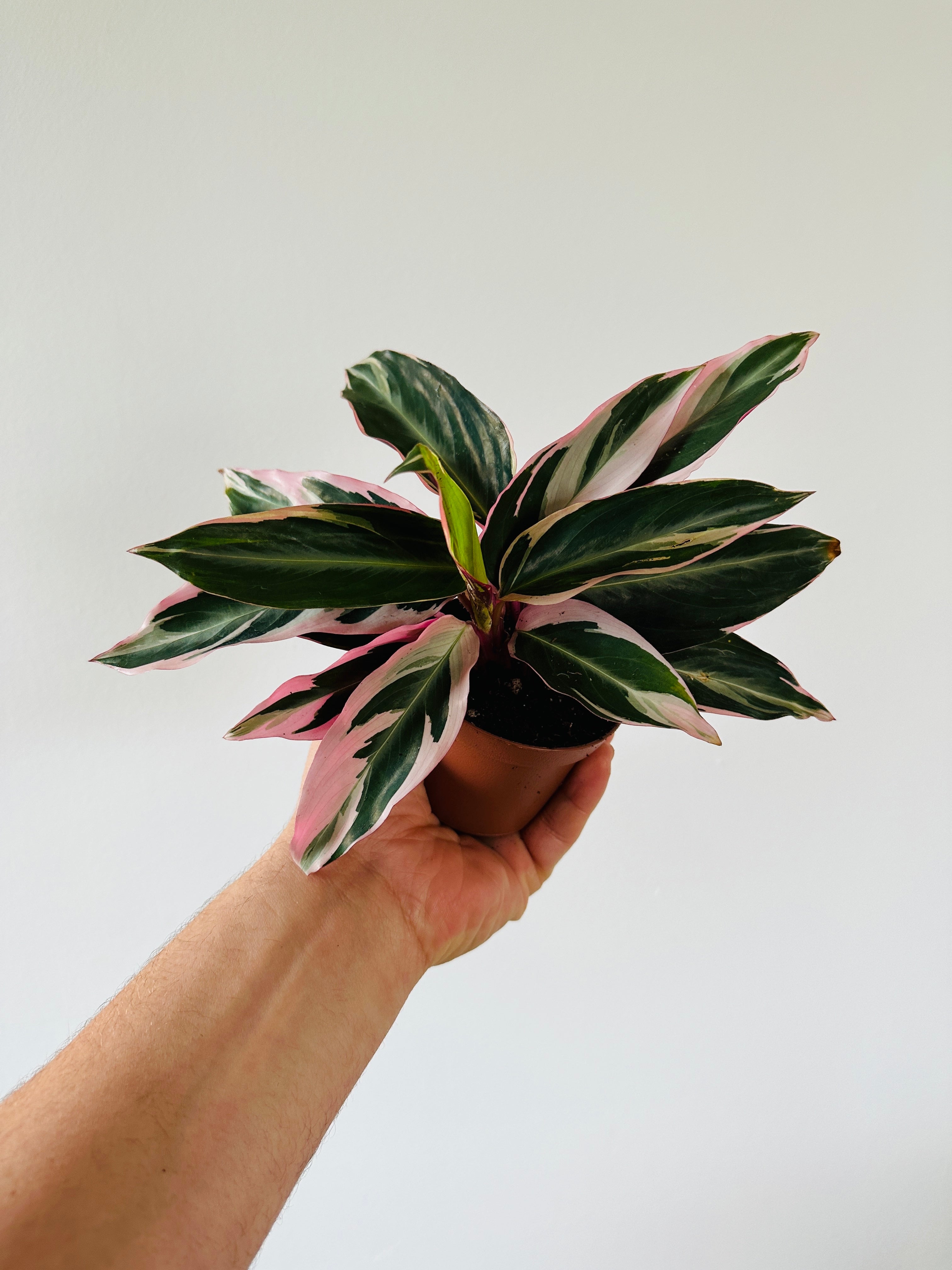 stromanthe calathea triostar Stromanthe Triostar