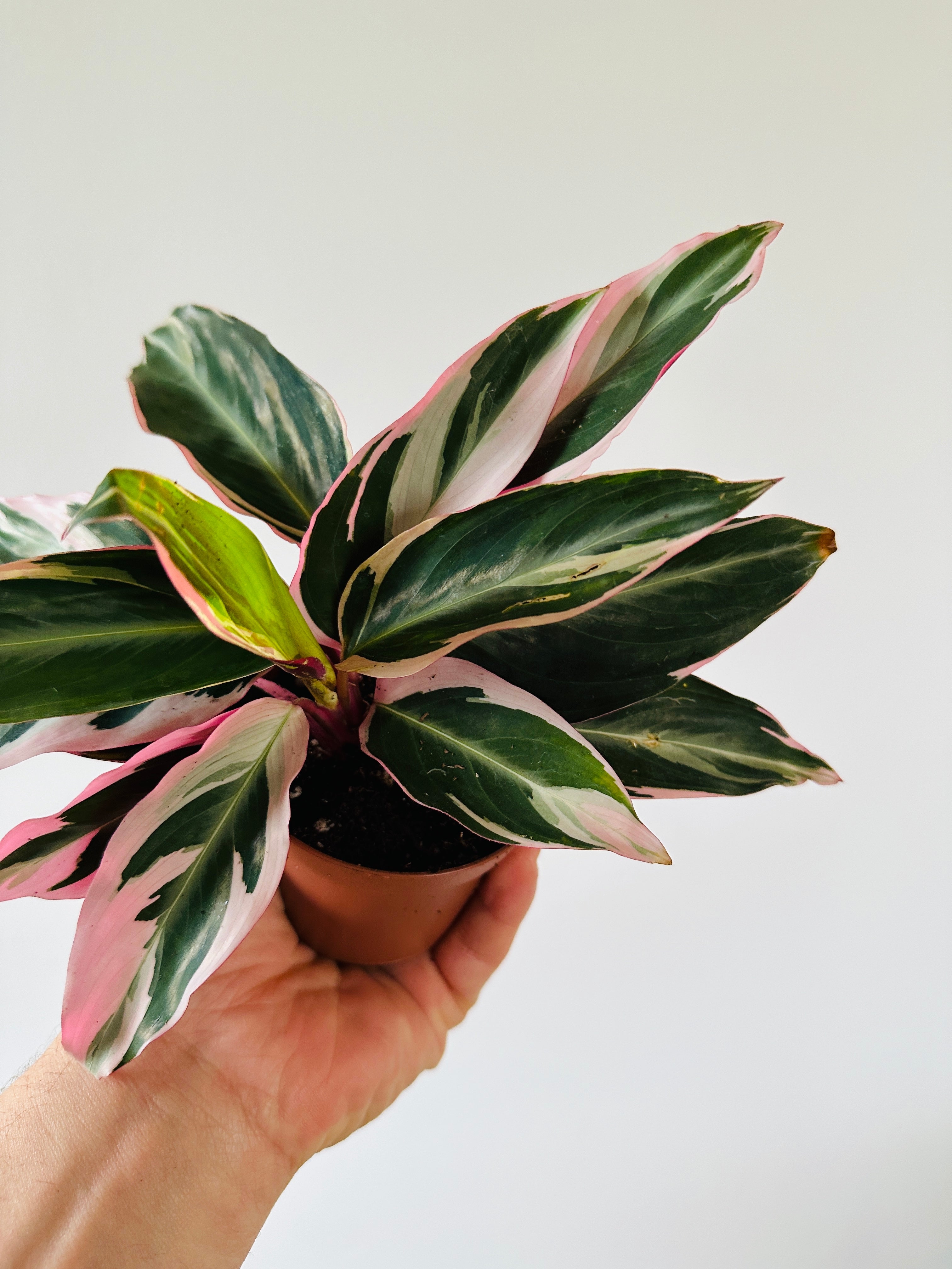 Stromanthe Triostar