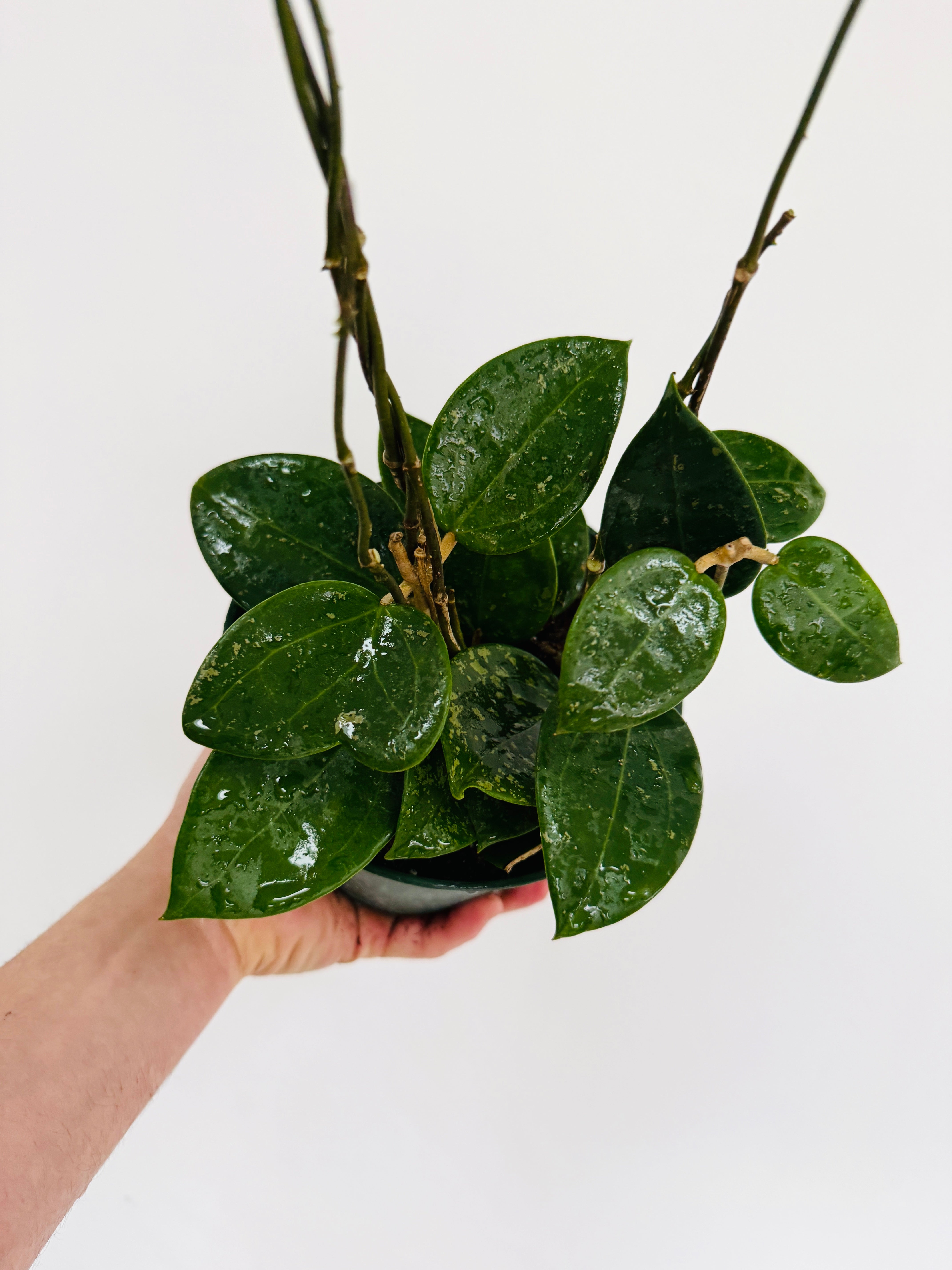 Hoya Acuta EPC 997 - 6