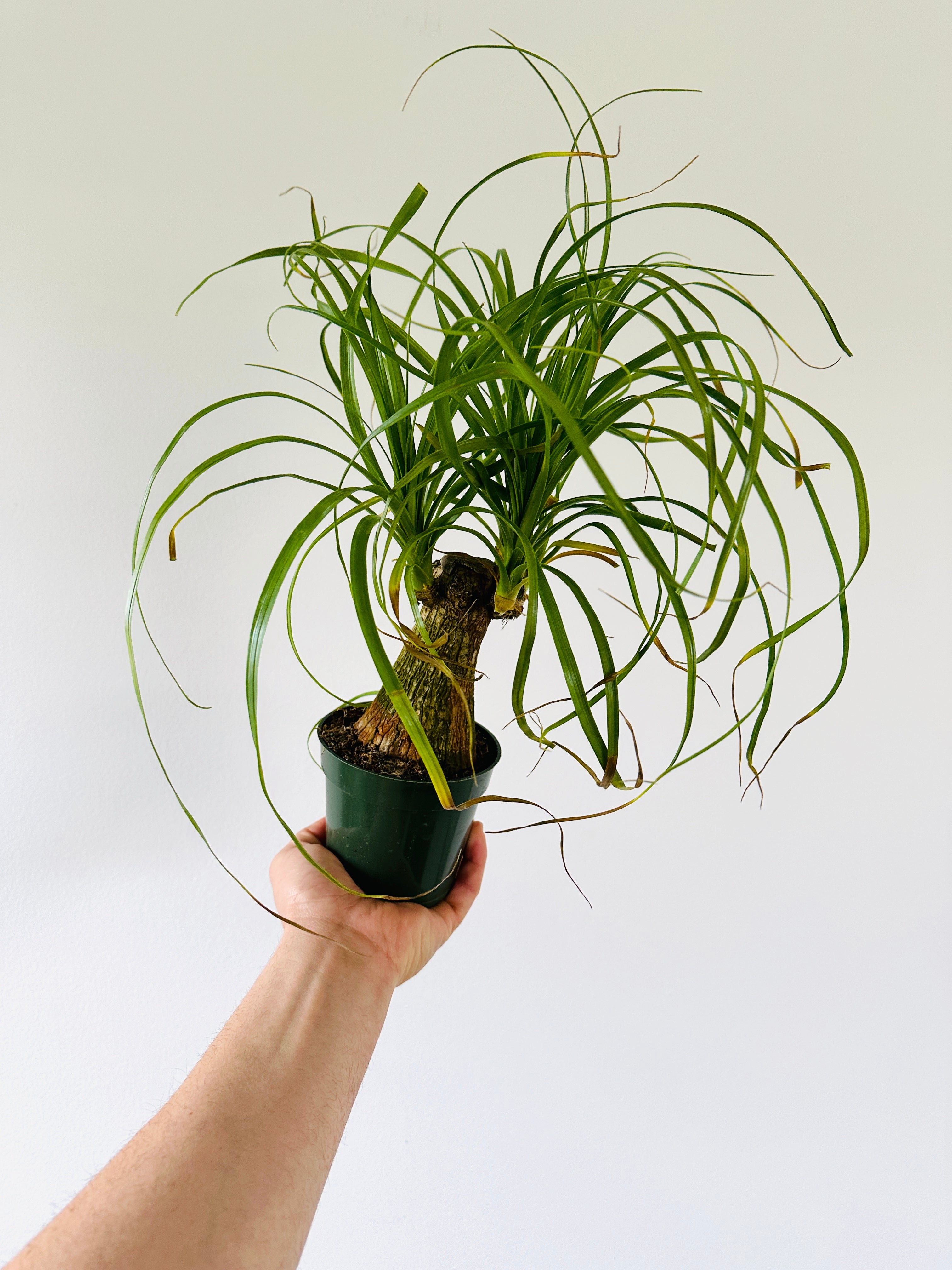 tiny ponytail palm Beaucarnea recurvata stump - Ponytail Palm