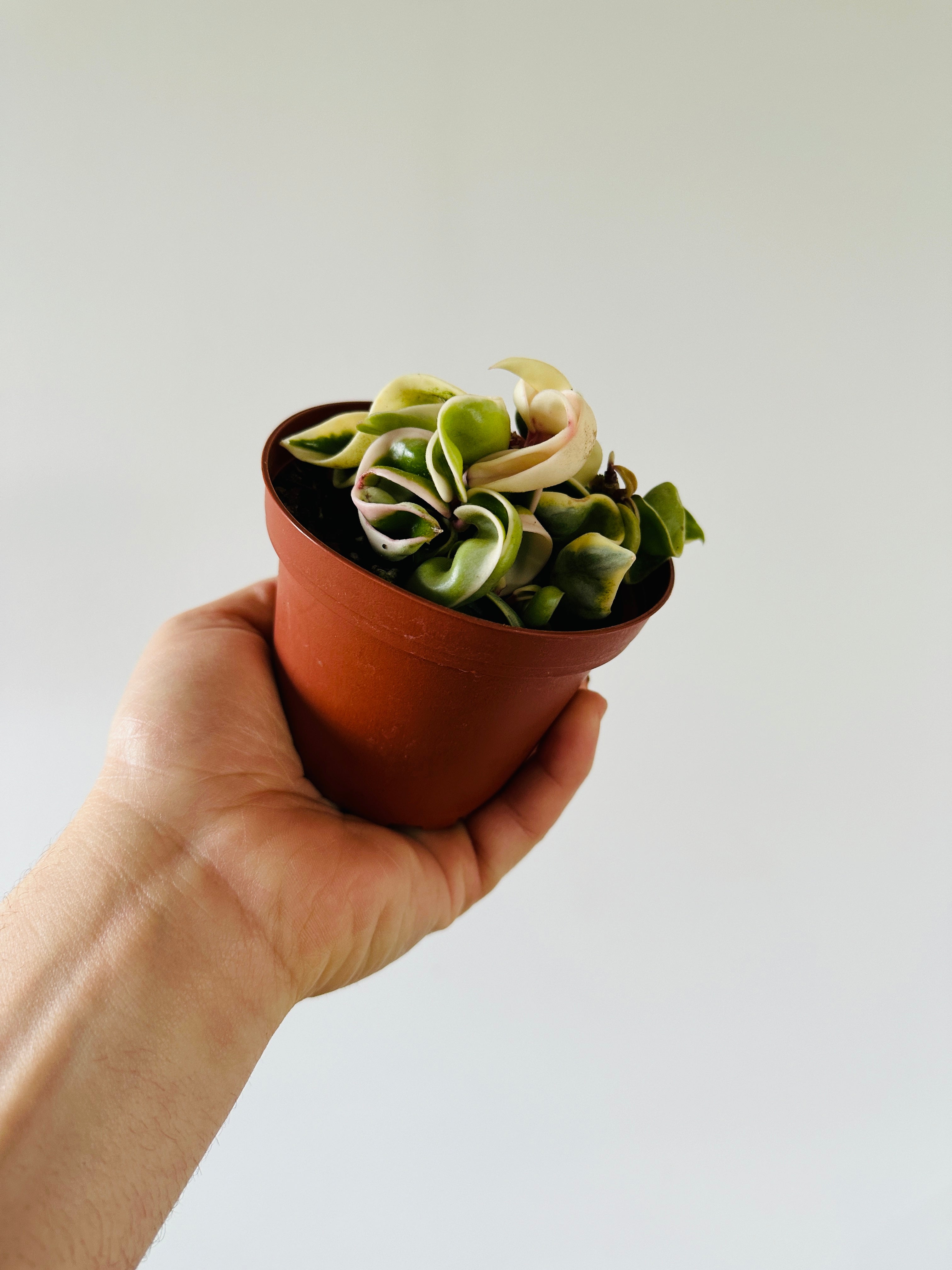 Hoya Compacta 'Outer Variegated' - 4