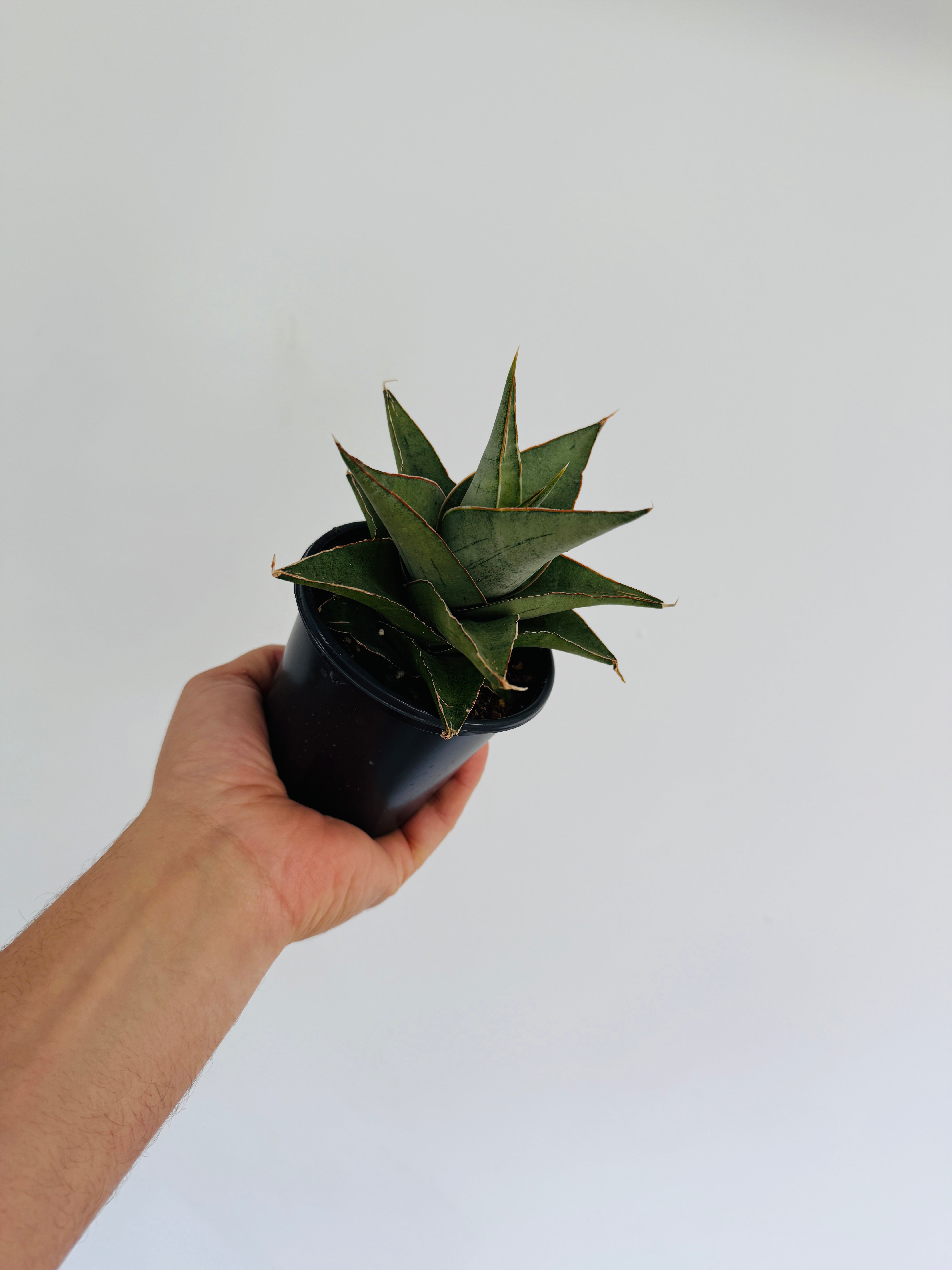 gray snake plant Sansevieria SIlver Tower