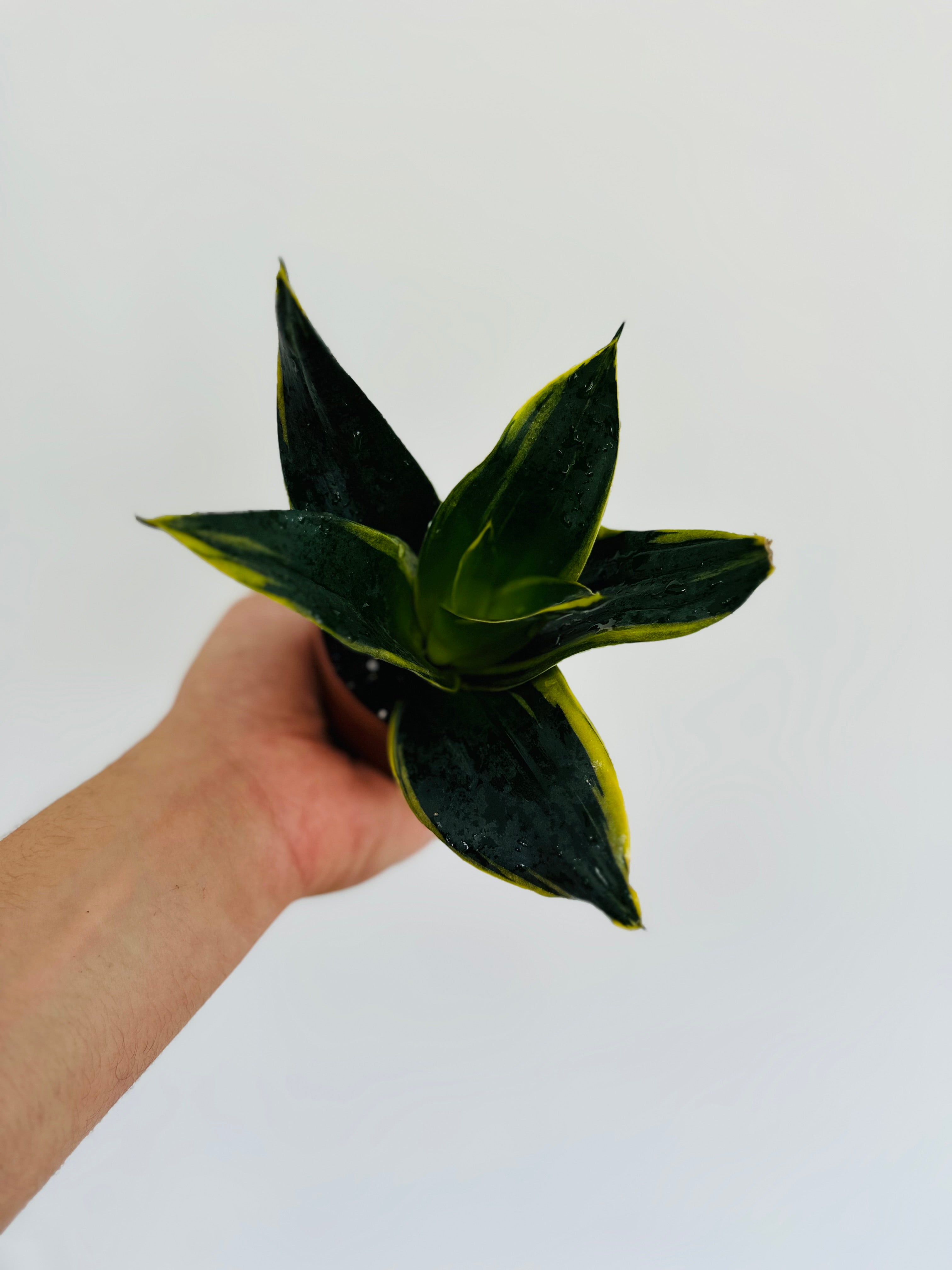 sansevieria zebrina Emerald Star Sansevieria - Snake Plant