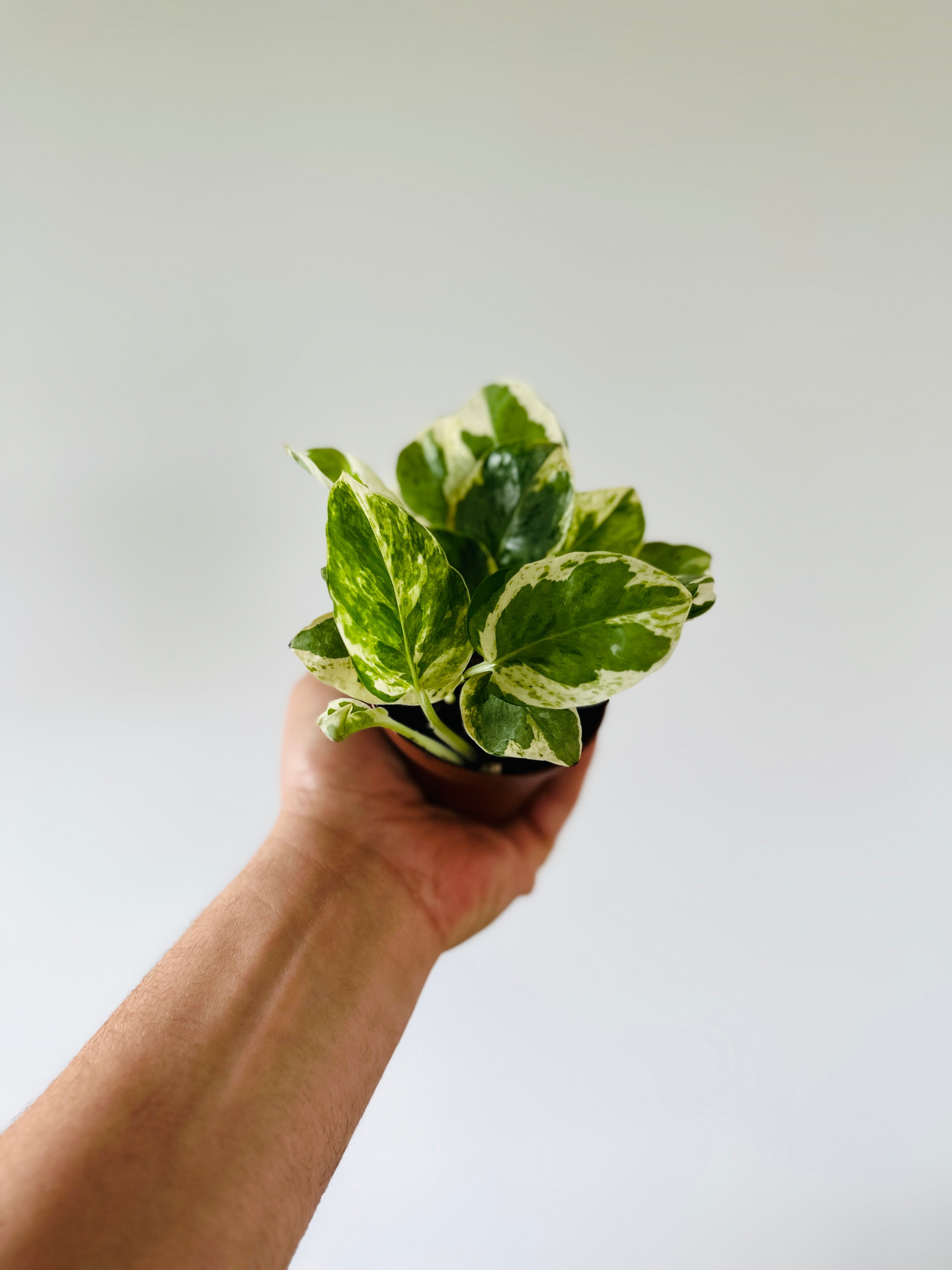 pearls of jade plant Pothos Pearls & Jade - Epipremnum Aureum 'Pearls & Jade'