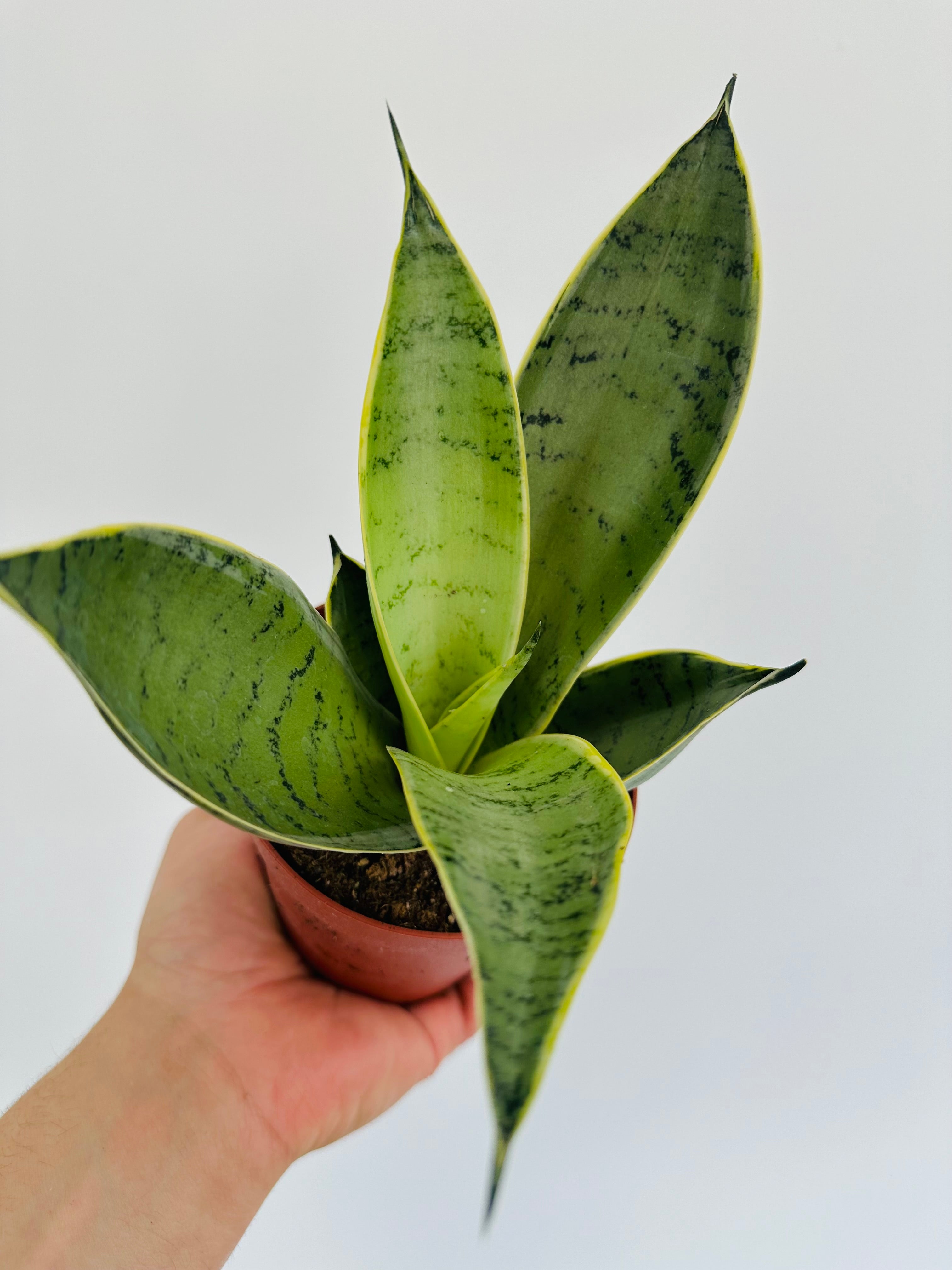 sansevieria silver hahnii Sansevieria Silver Frost - Hahnii Snake Plant
