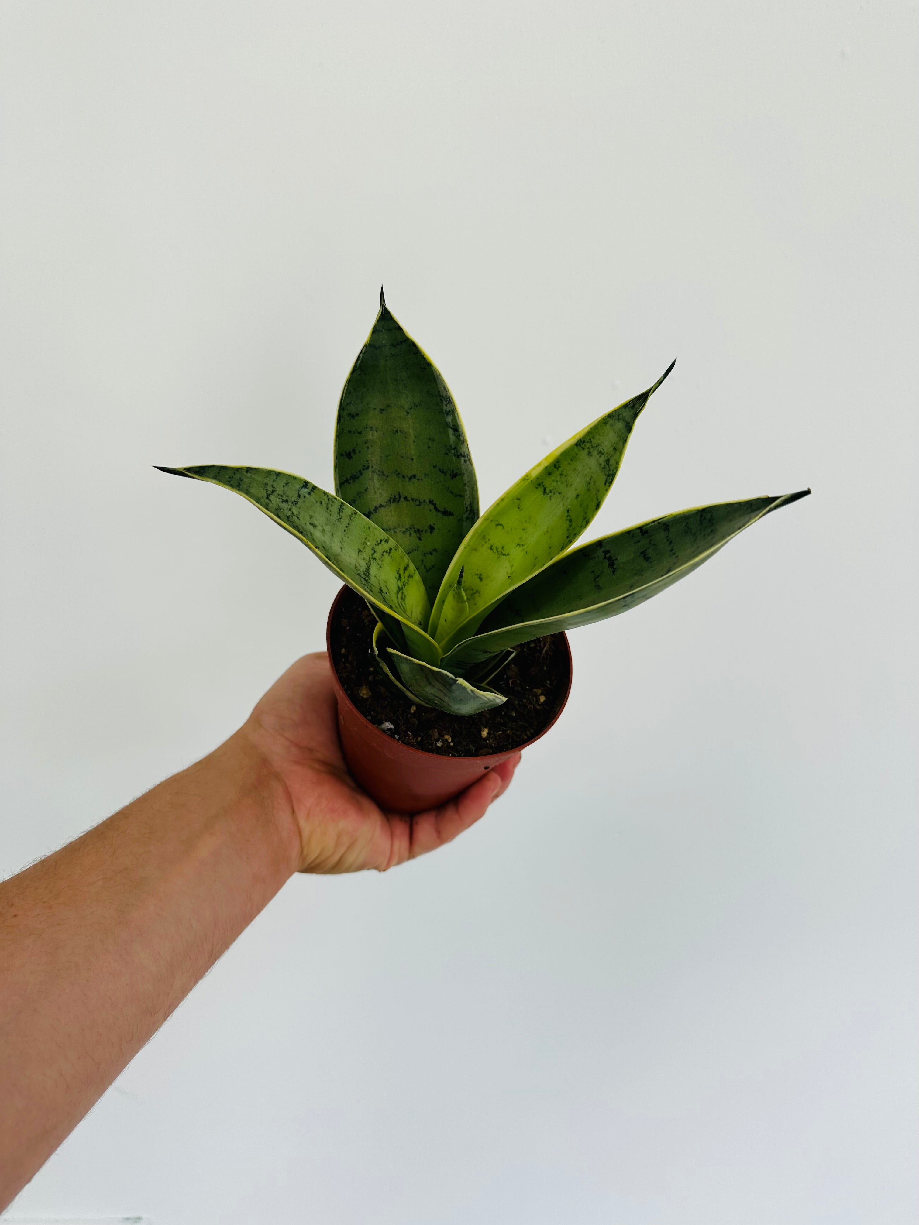 sansevieria silbersee Sansevieria Silver Frost - Hahnii Snake Plant
