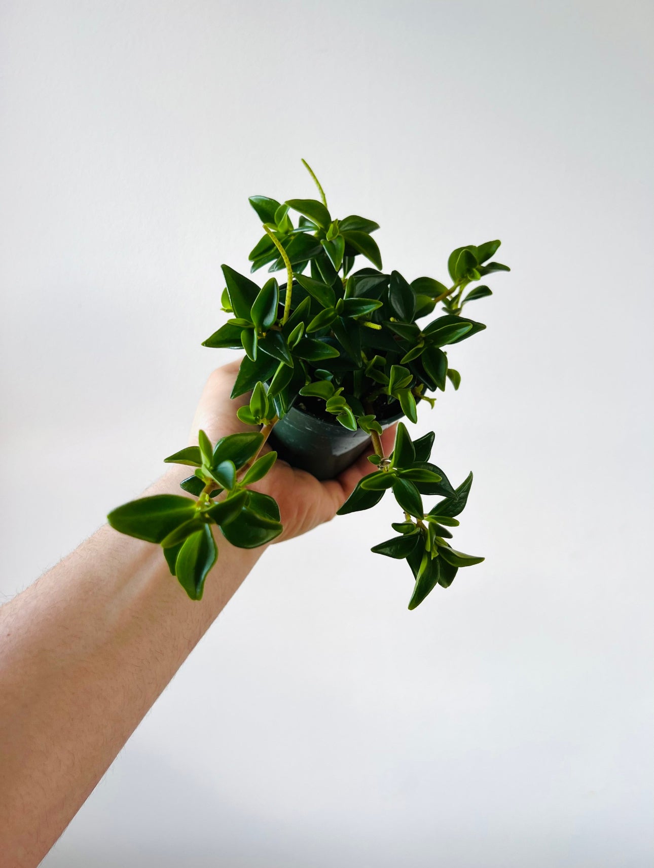 amigo plant succulent Peperomia Amigo Marcello