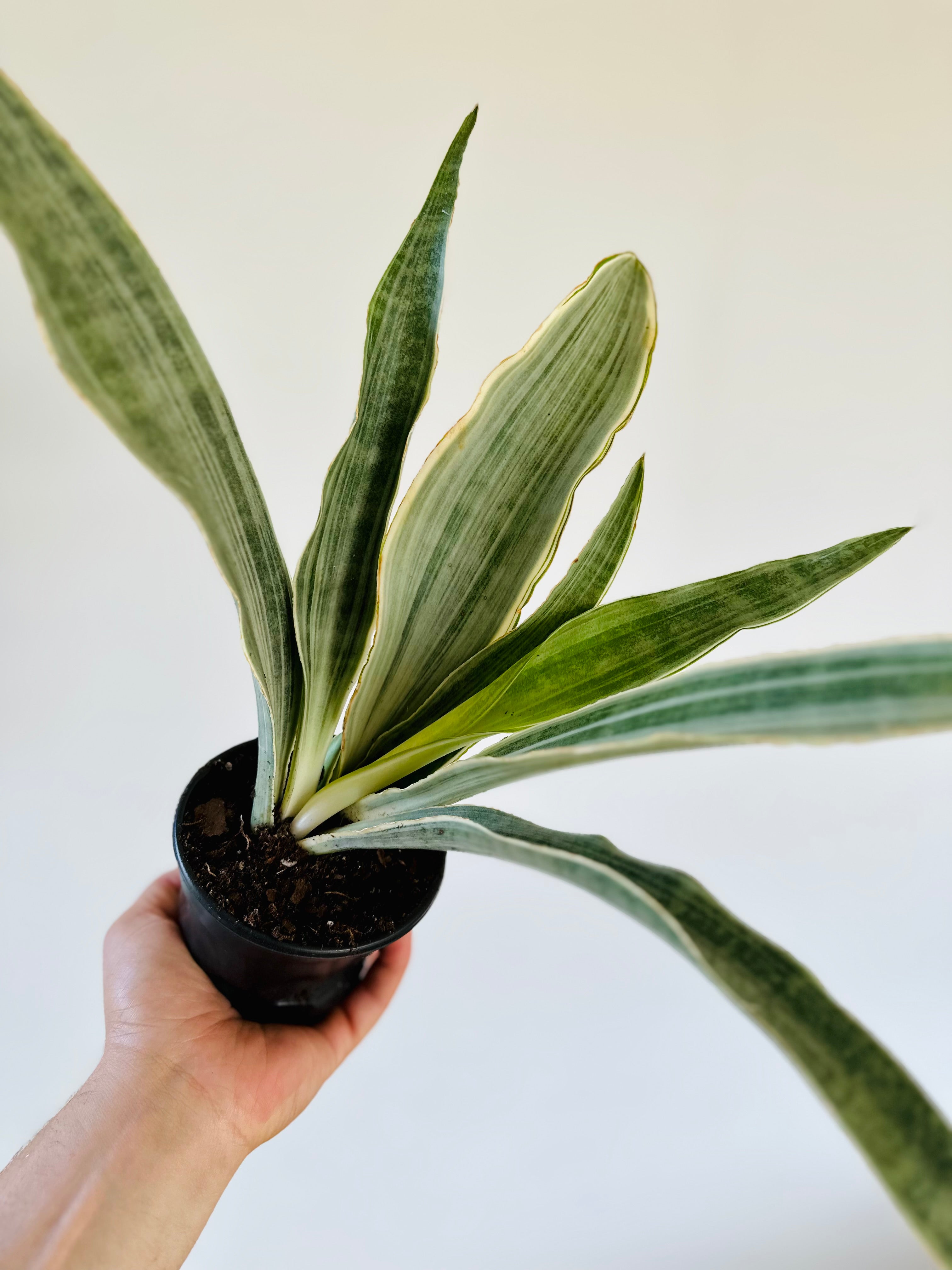 sansevieria siam silver Sansevieria Sayuri