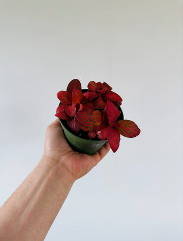Fittonia Red Roses- 4
