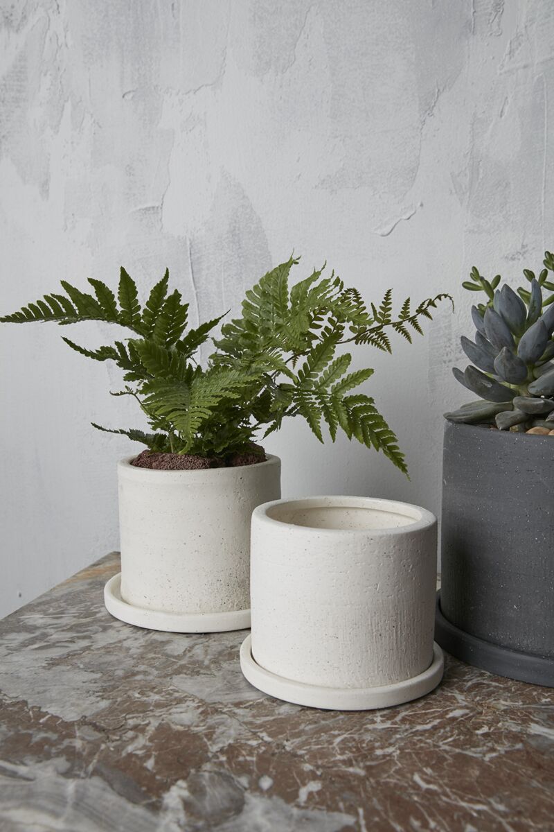 indoor hanging plants low light Indoor Hanging Jungle Pack – Low Light Hanging & Trailing Plants –  Greendecor.me main image 1