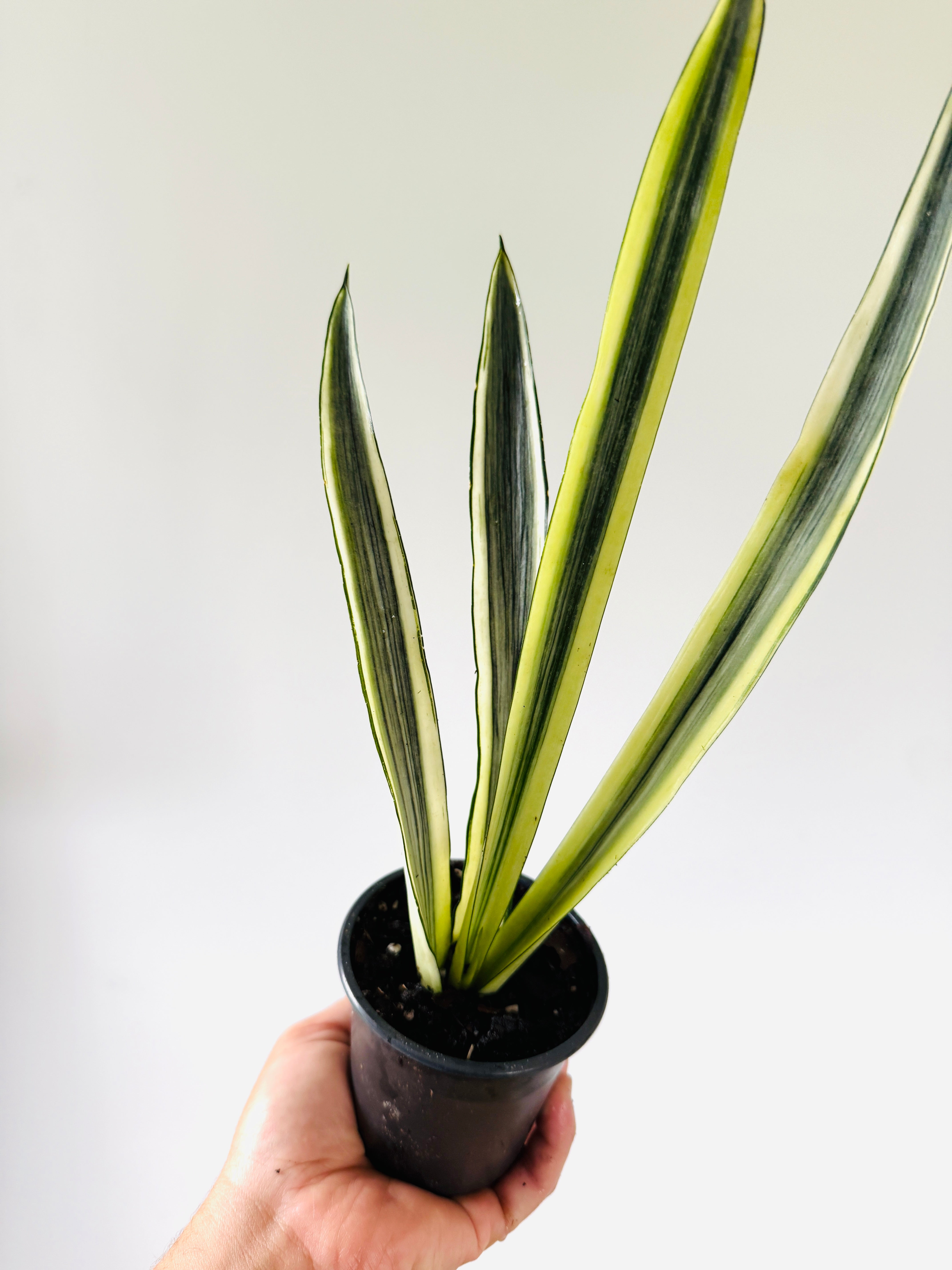 サンスベリア Sansevieria Bonny variegated Sansevieria Boncel