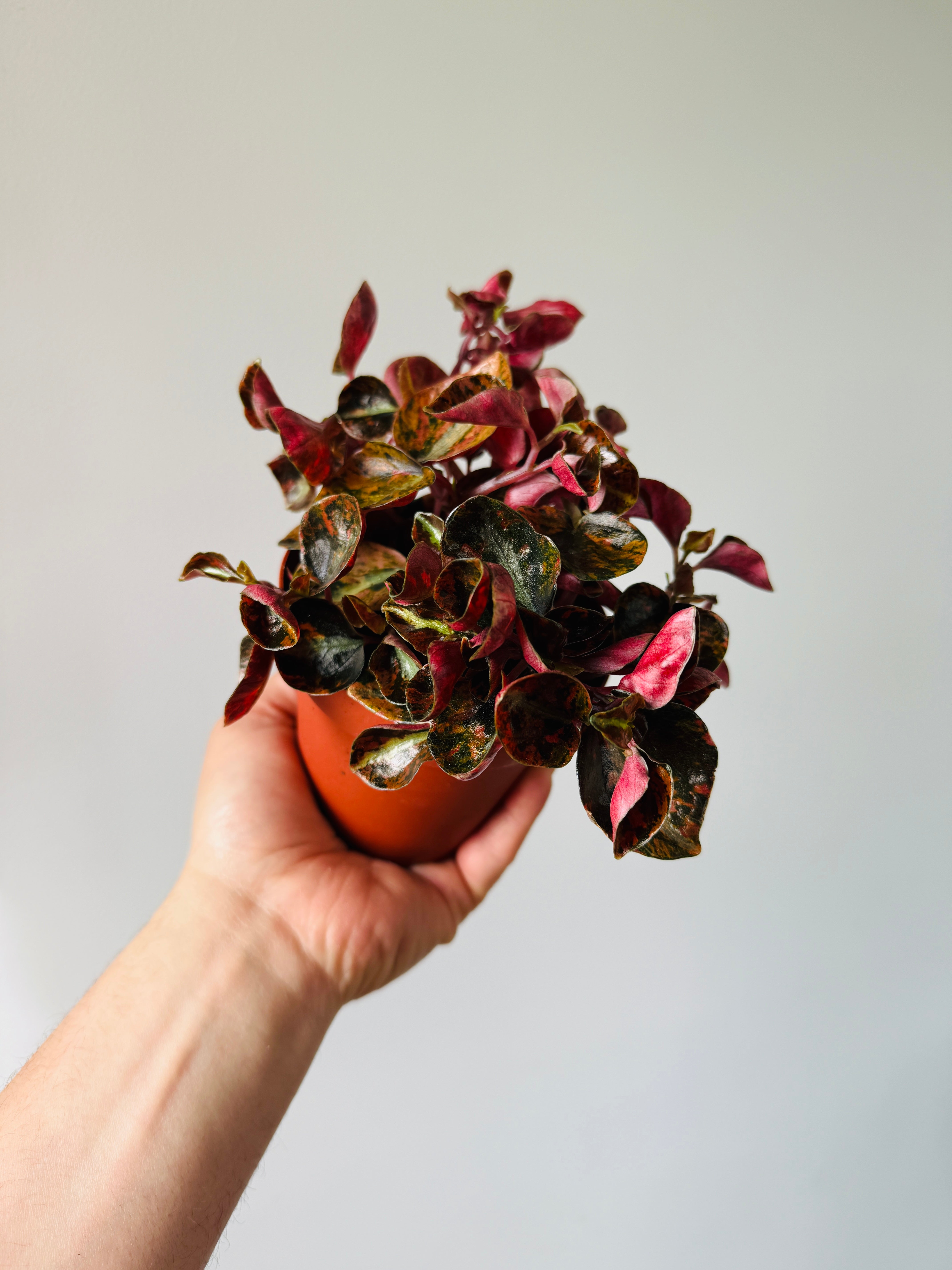 Peperomia Metallica Creme Brulee 4 Pot Brumley Bloom peperomia-metallica-creme-brulee-4-pot-brumley-bloom