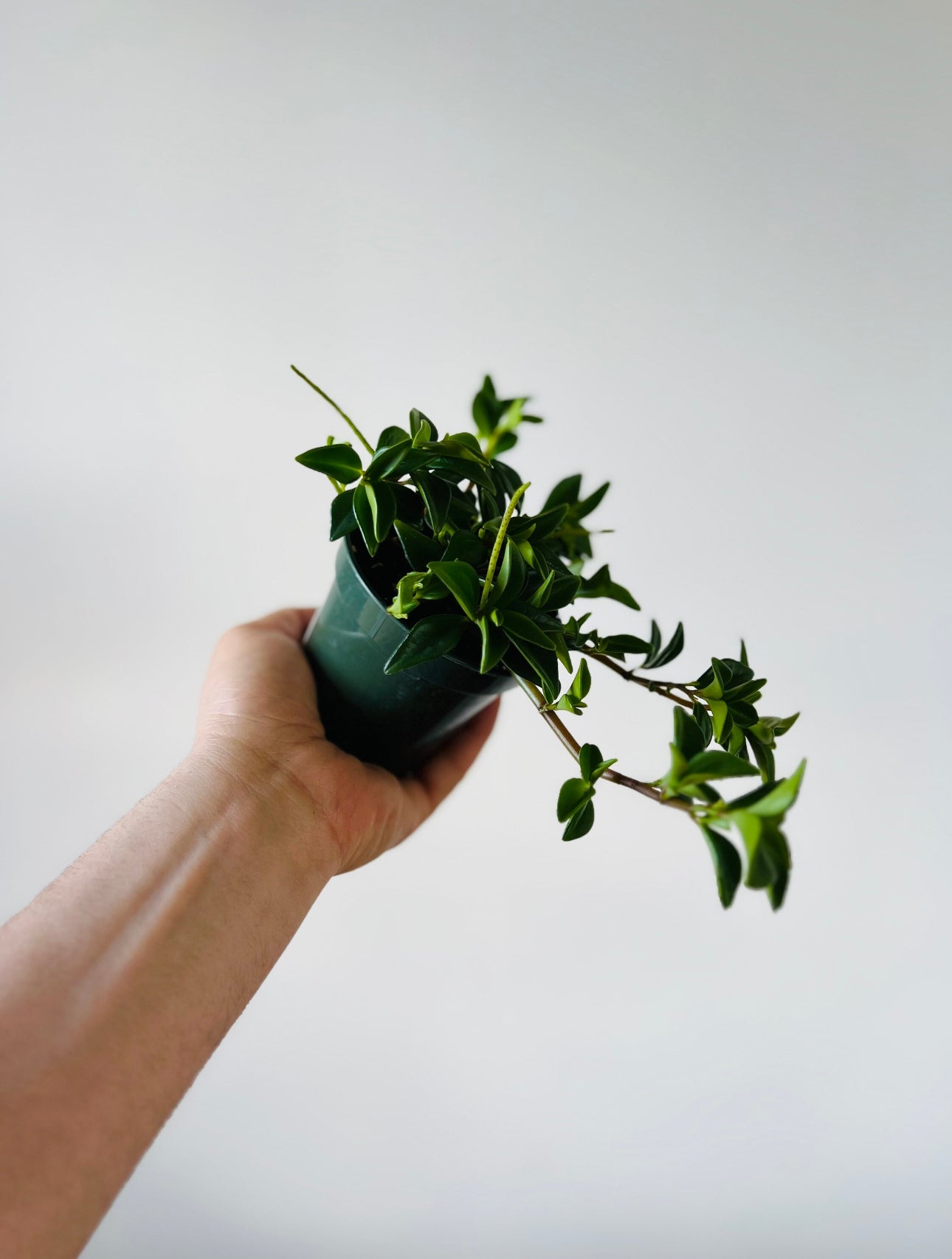 amigo plant succulent Peperomia Amigo Marcello