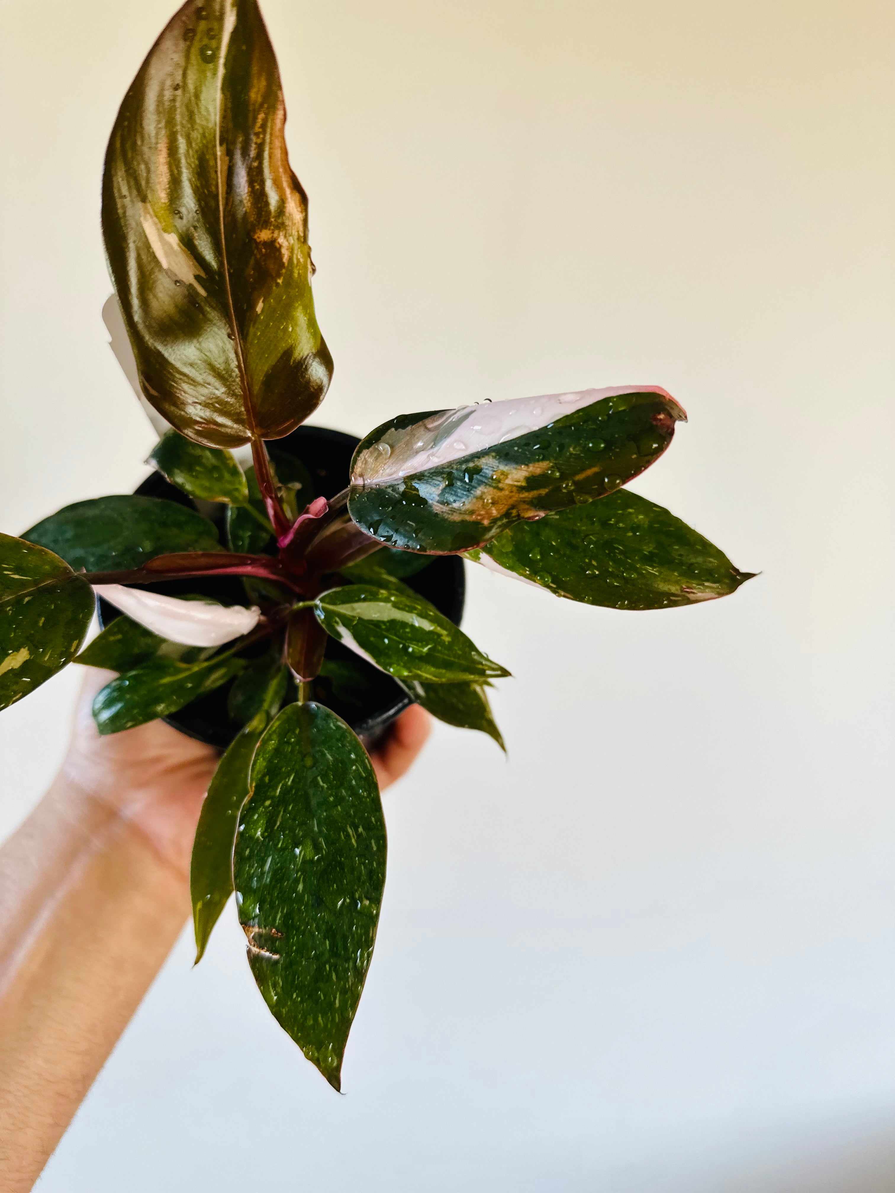 philodendron red anderson Philodendron Red Anderson - High Variegation