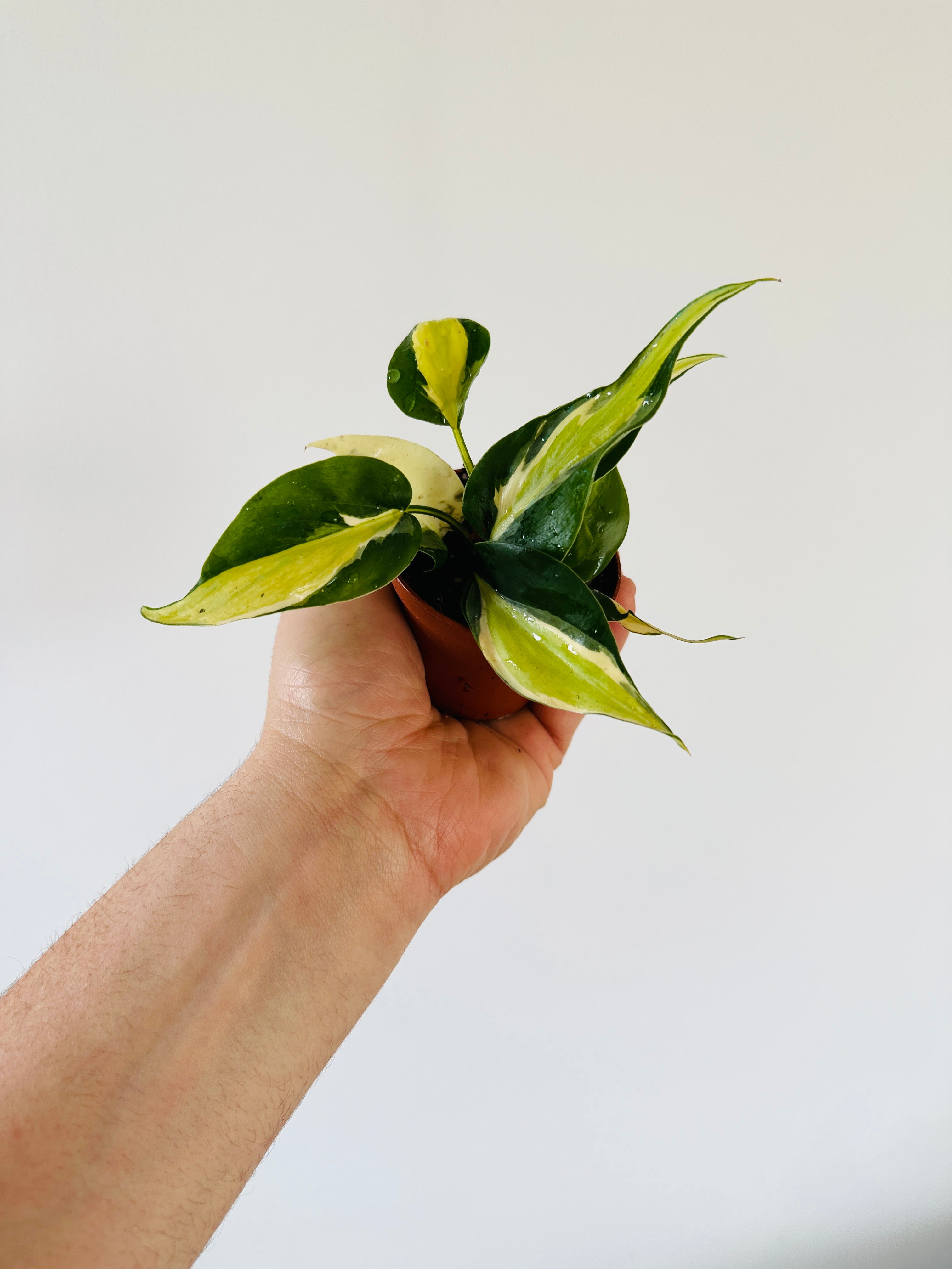 cream slash philodendron Philodendron Cream Splash - Grown From Mother Plant A