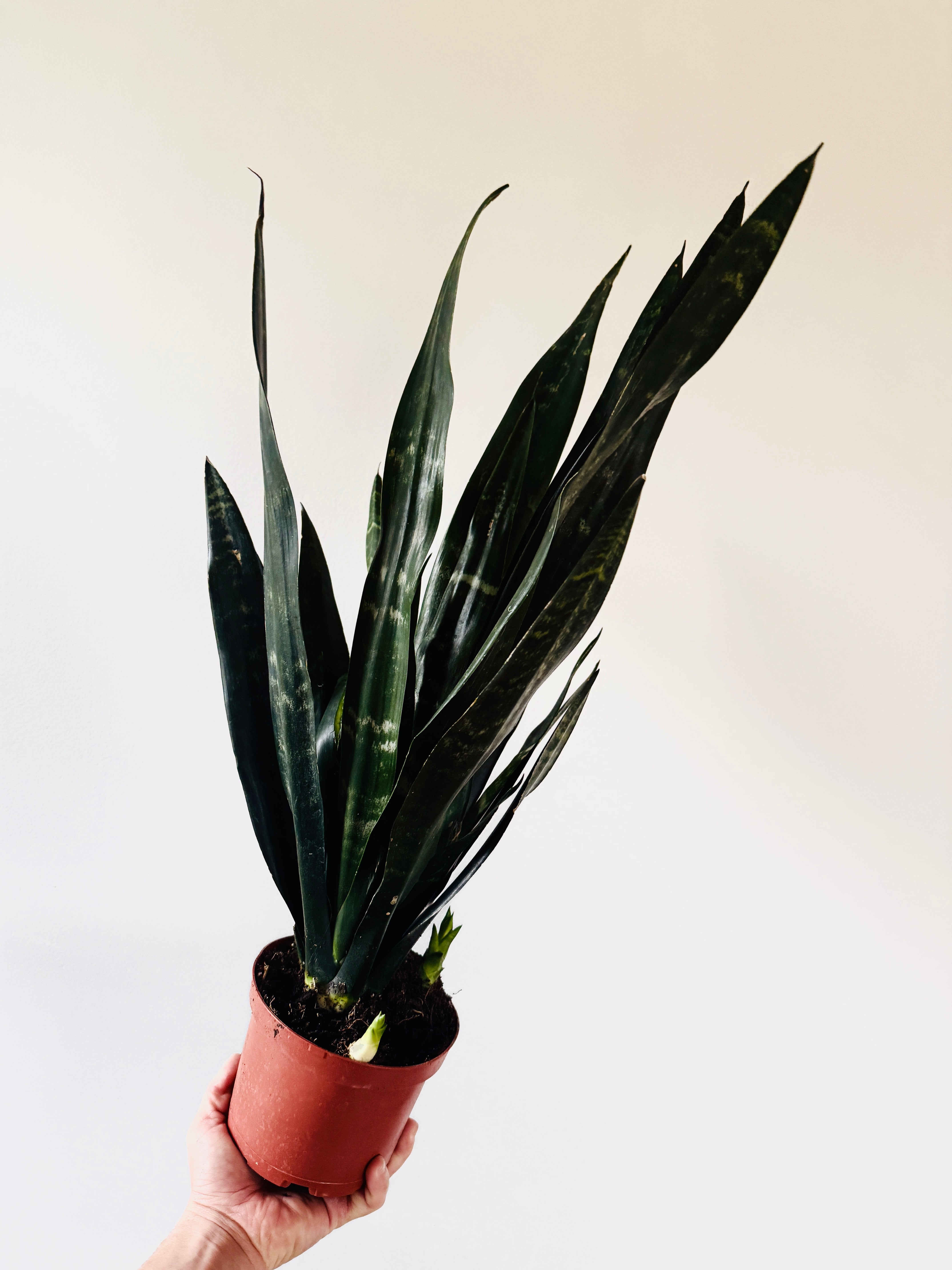 black robusta snake plant Sansevieria Black Knight