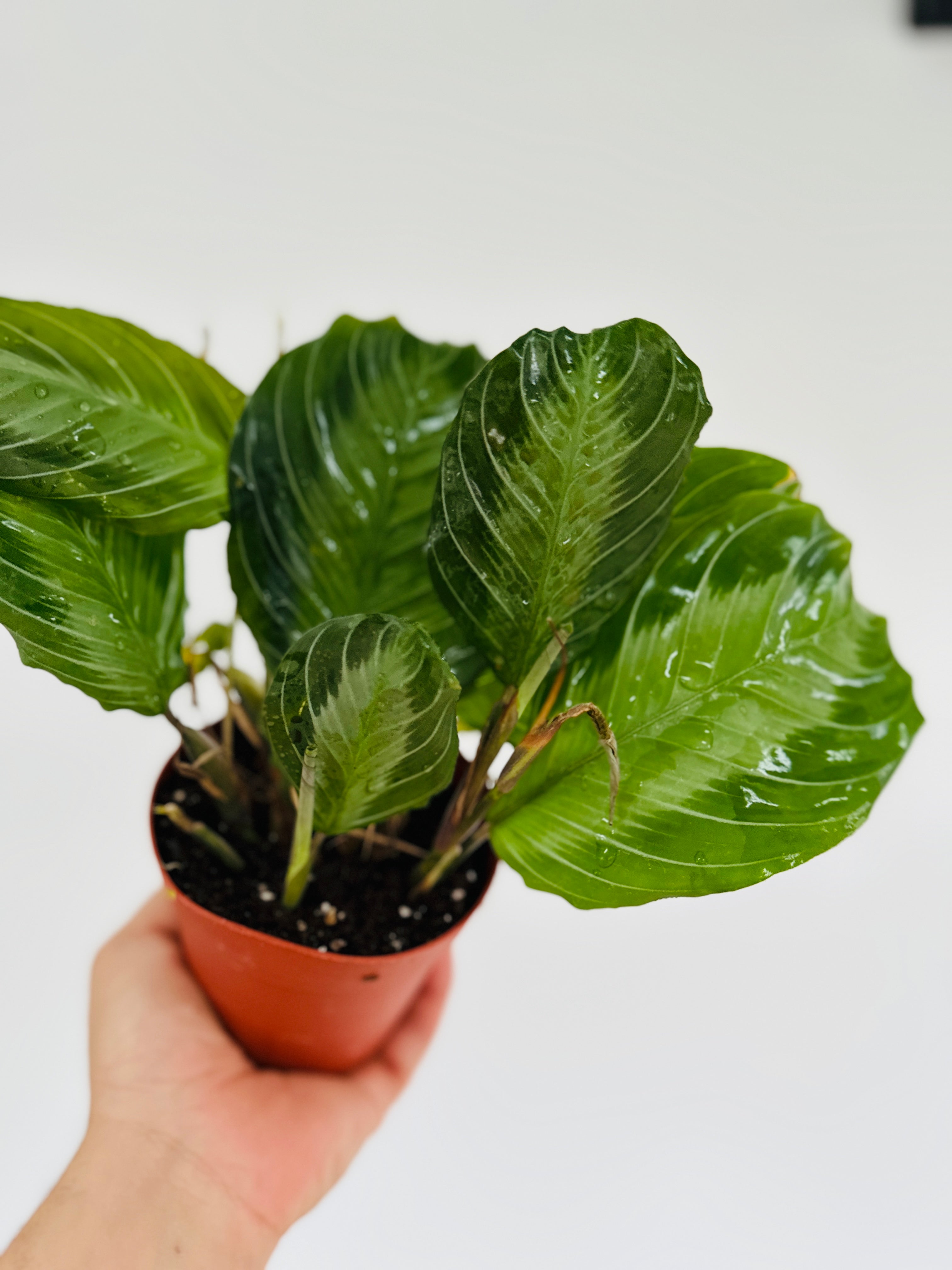 silver prayer plant Maranta Leuconeura 'Silver Band'- Silver Band Prayer Plant