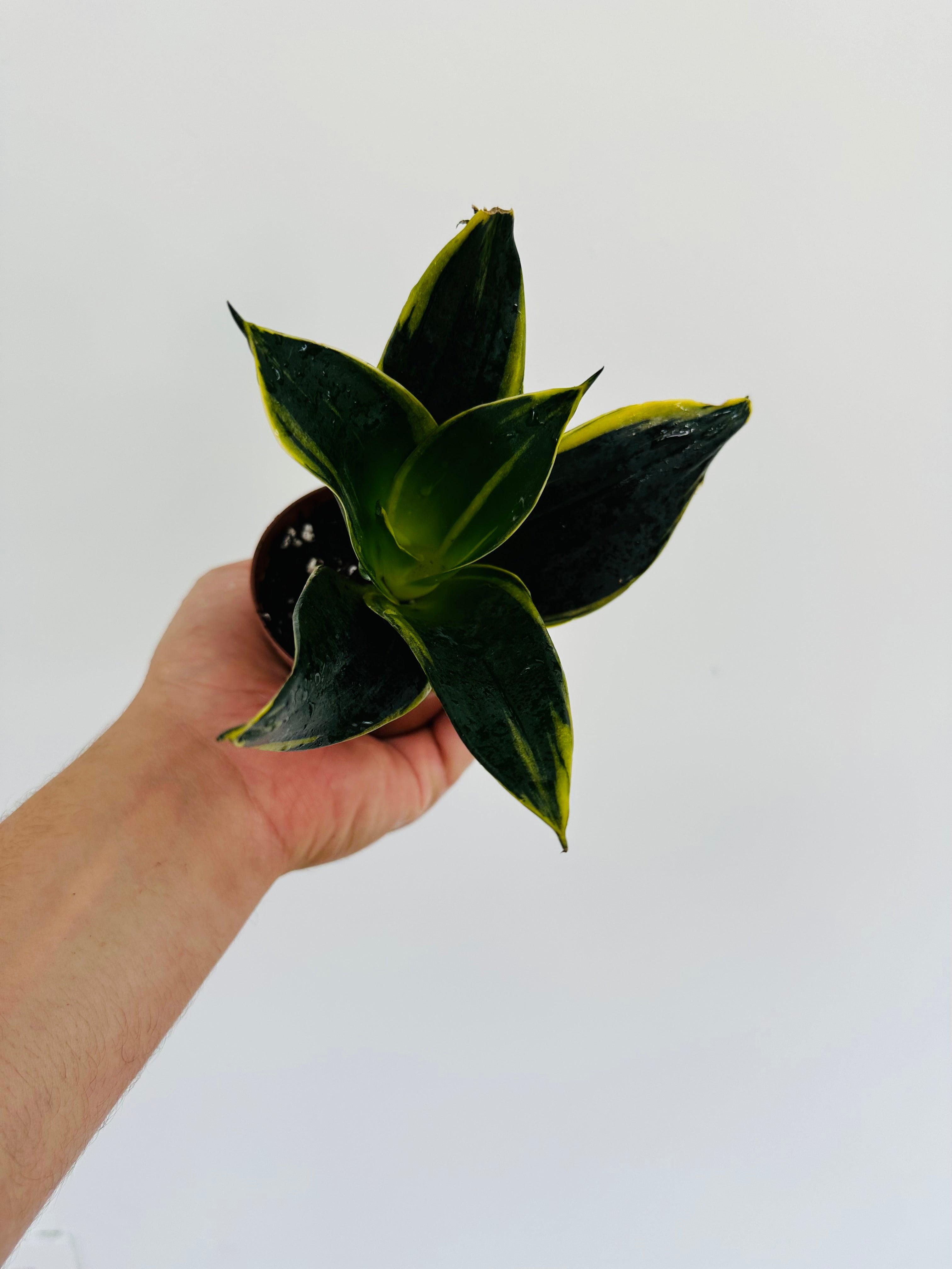 Emerald Star Sansevieria - Snake Plant