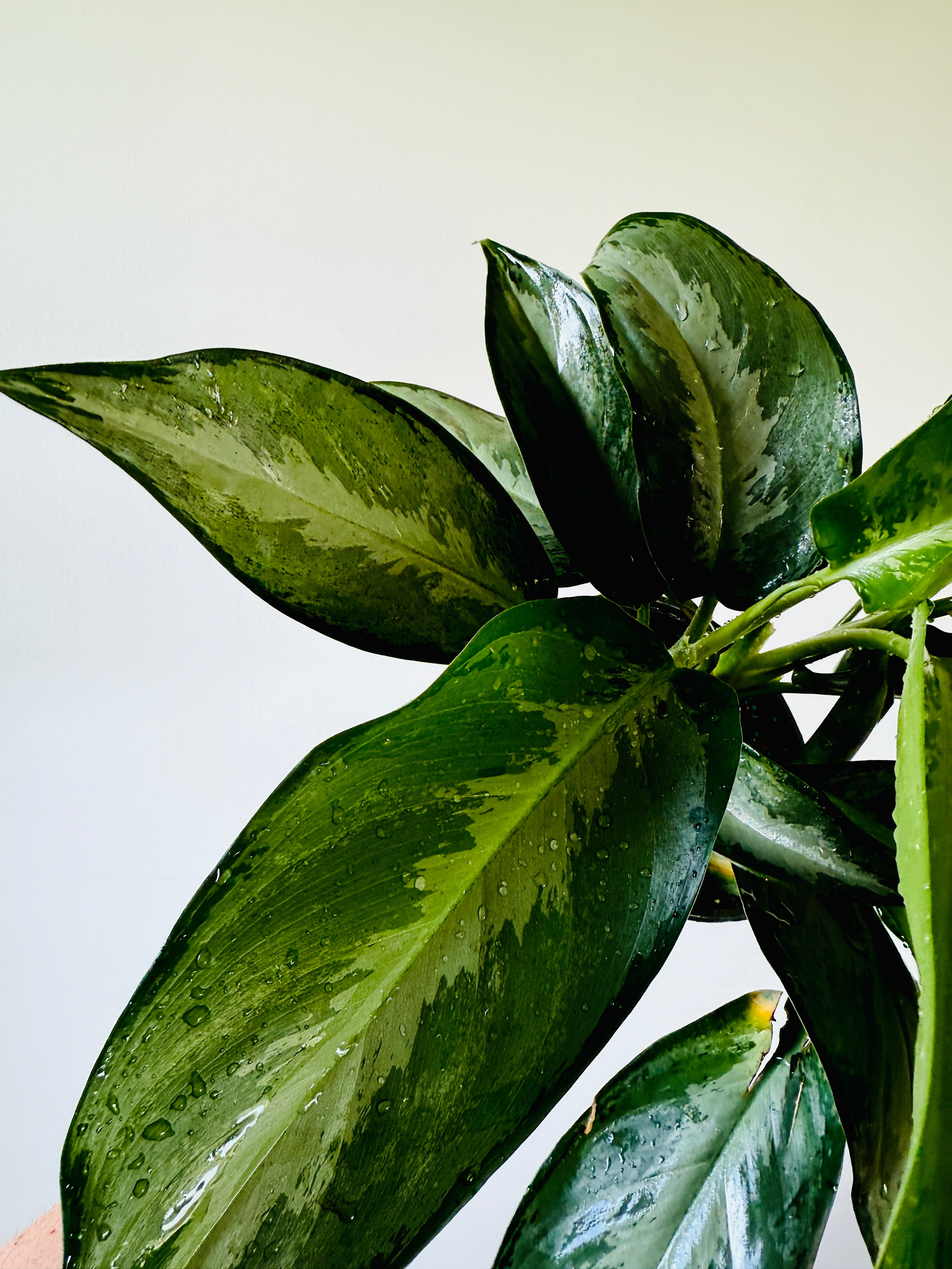 Aglaonema Black Lance - 6