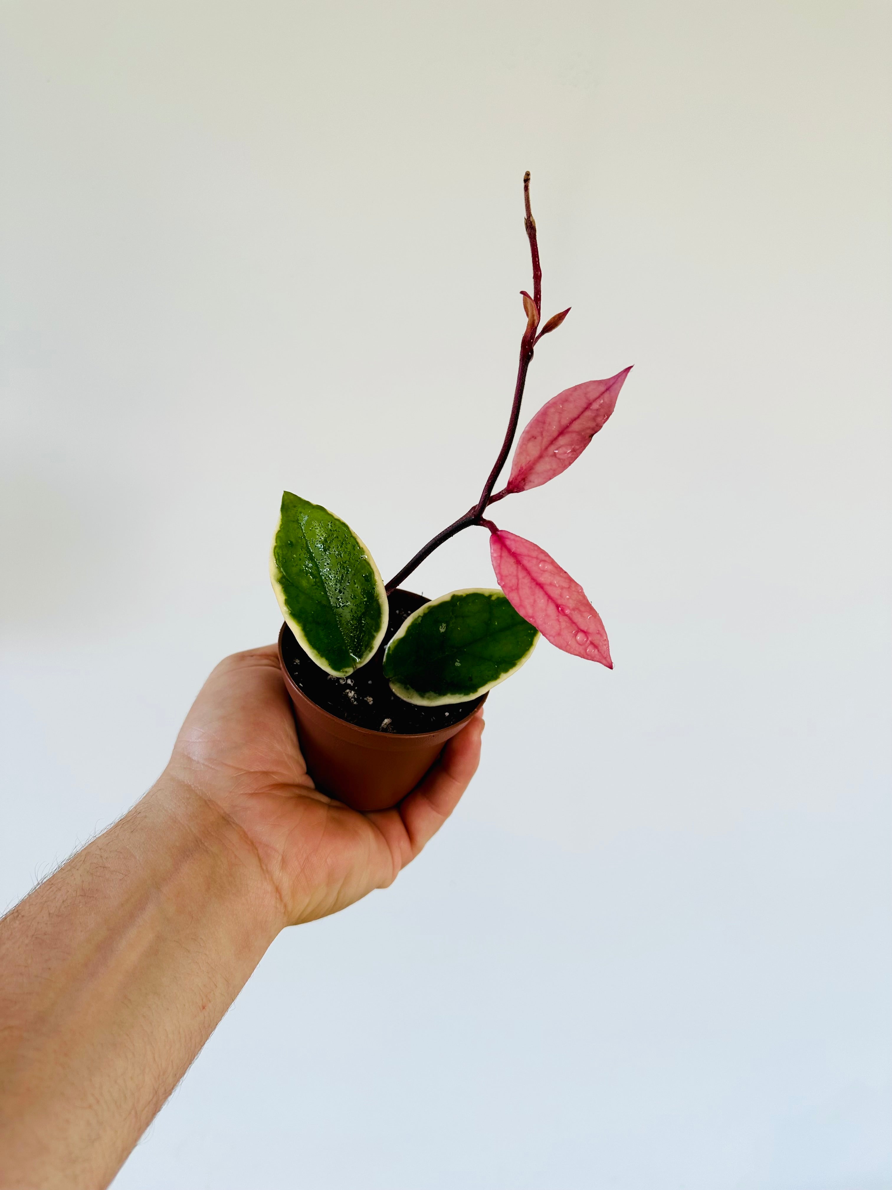 Hoya Flamingo Dream (Purple Pride) - New Carnosa Sport Variety - 3