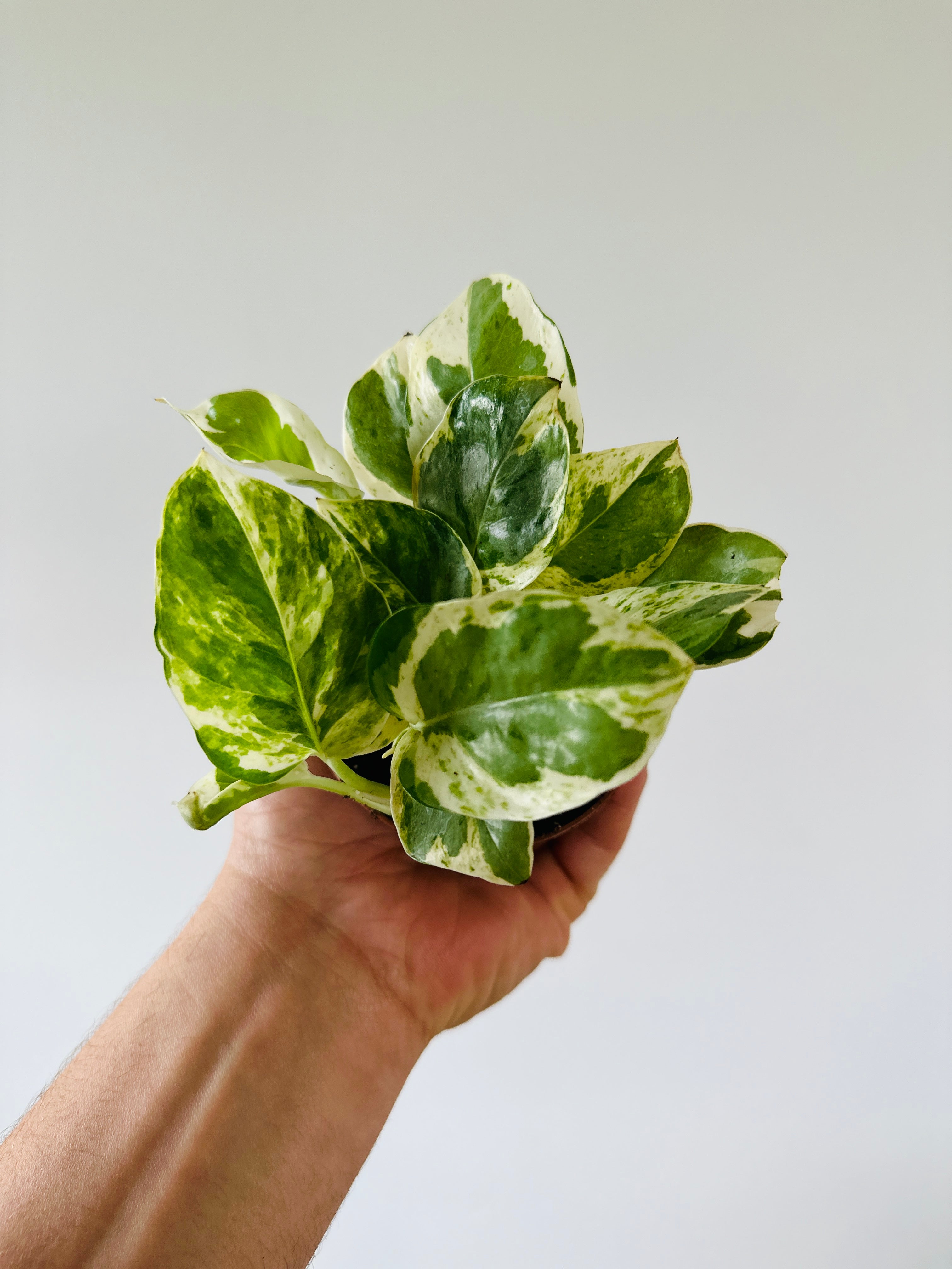 pearls and jade vs njoy pothos Pothos Pearls & Jade - Epipremnum Aureum 'Pearls & Jade'