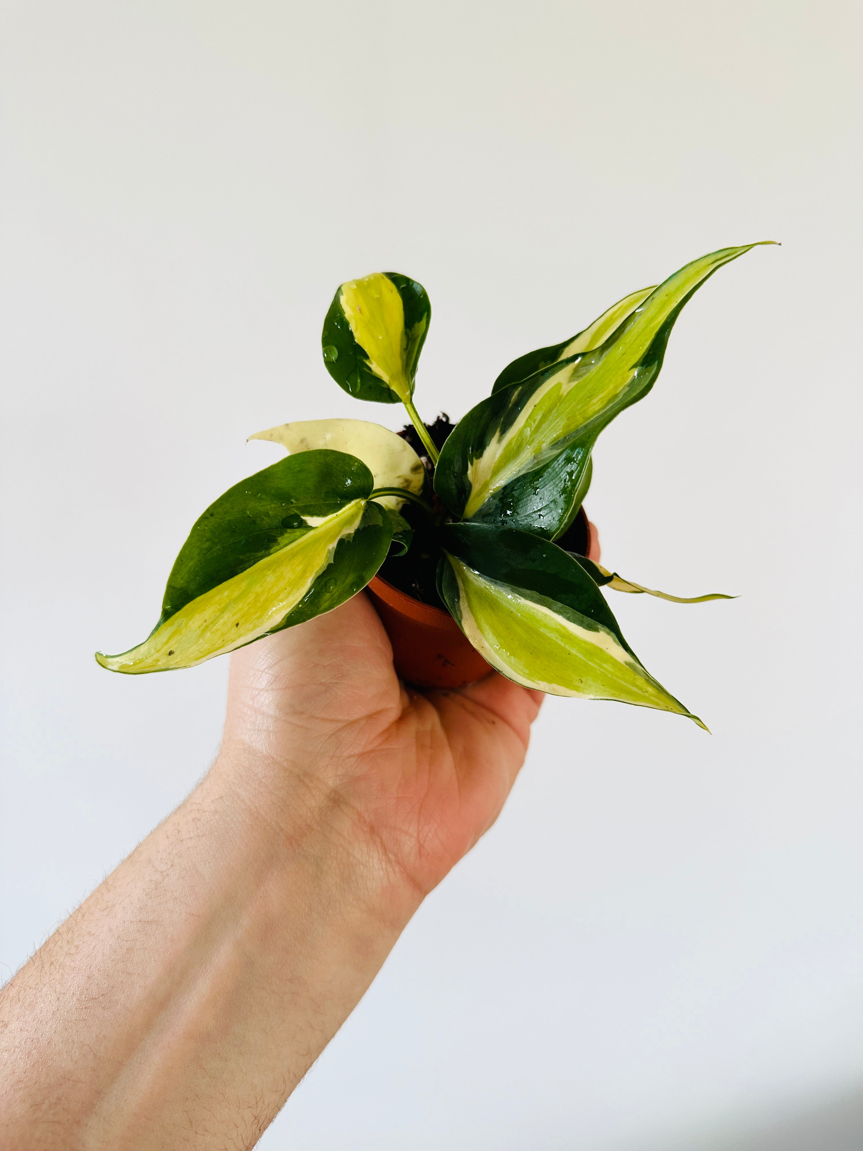 philodendron gabby vs brazil Philodendron Cream Splash - Grown From Mother Plant A
