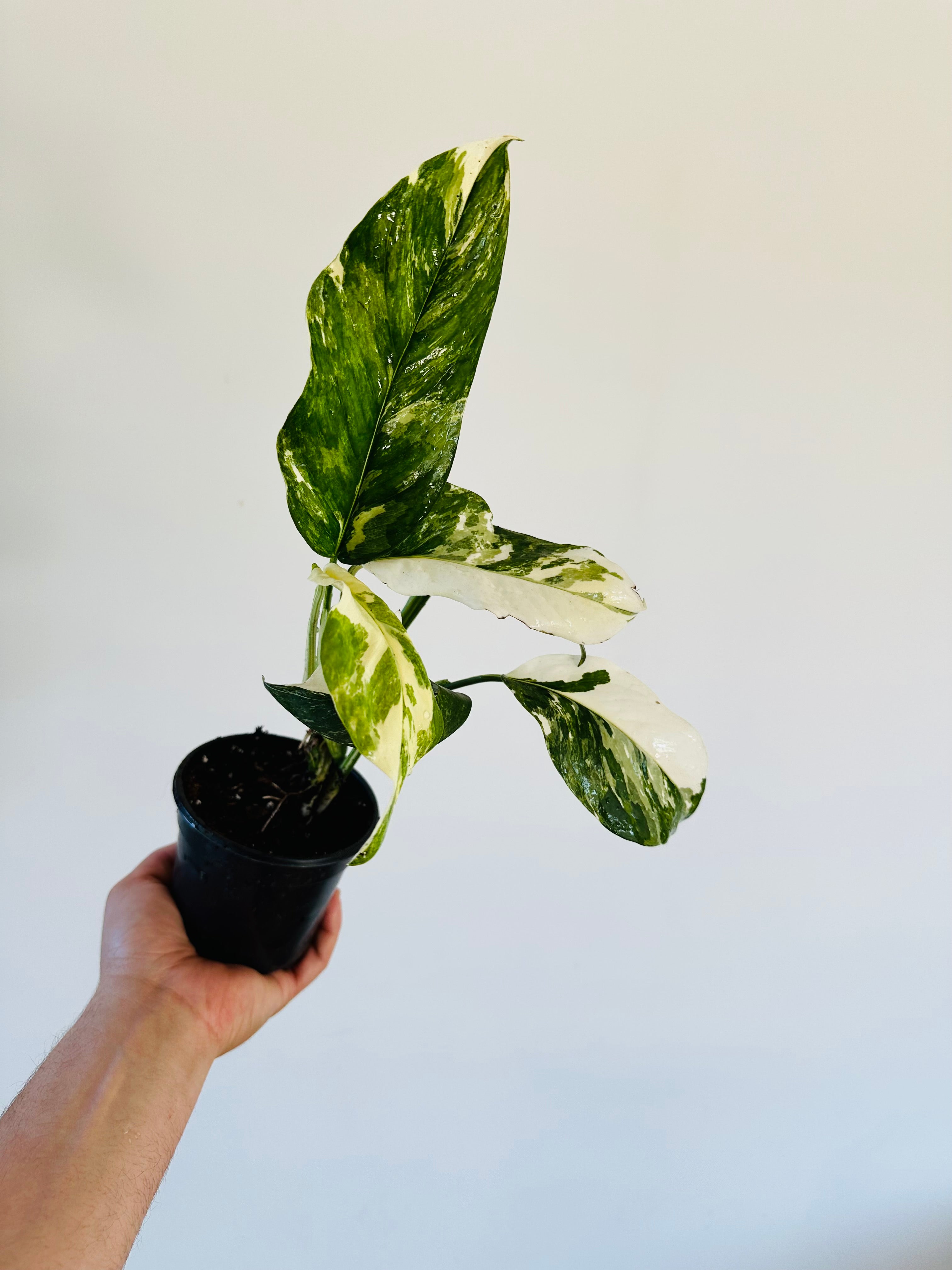 lechleriana monstera Monstera Lechleriana Albo Variegata