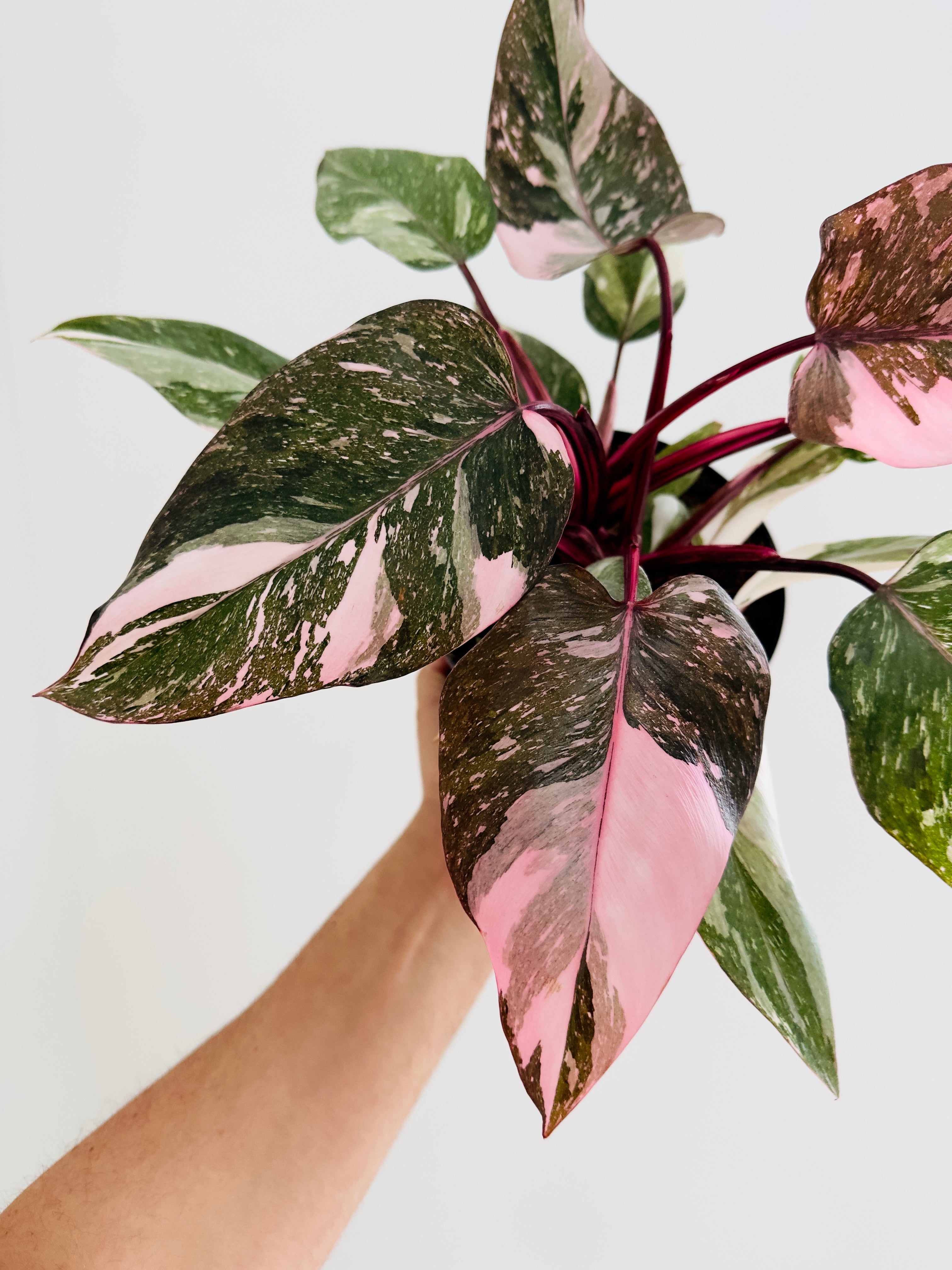 Philodendron Pink Princess Galaxy King High Variegation 4" Pot