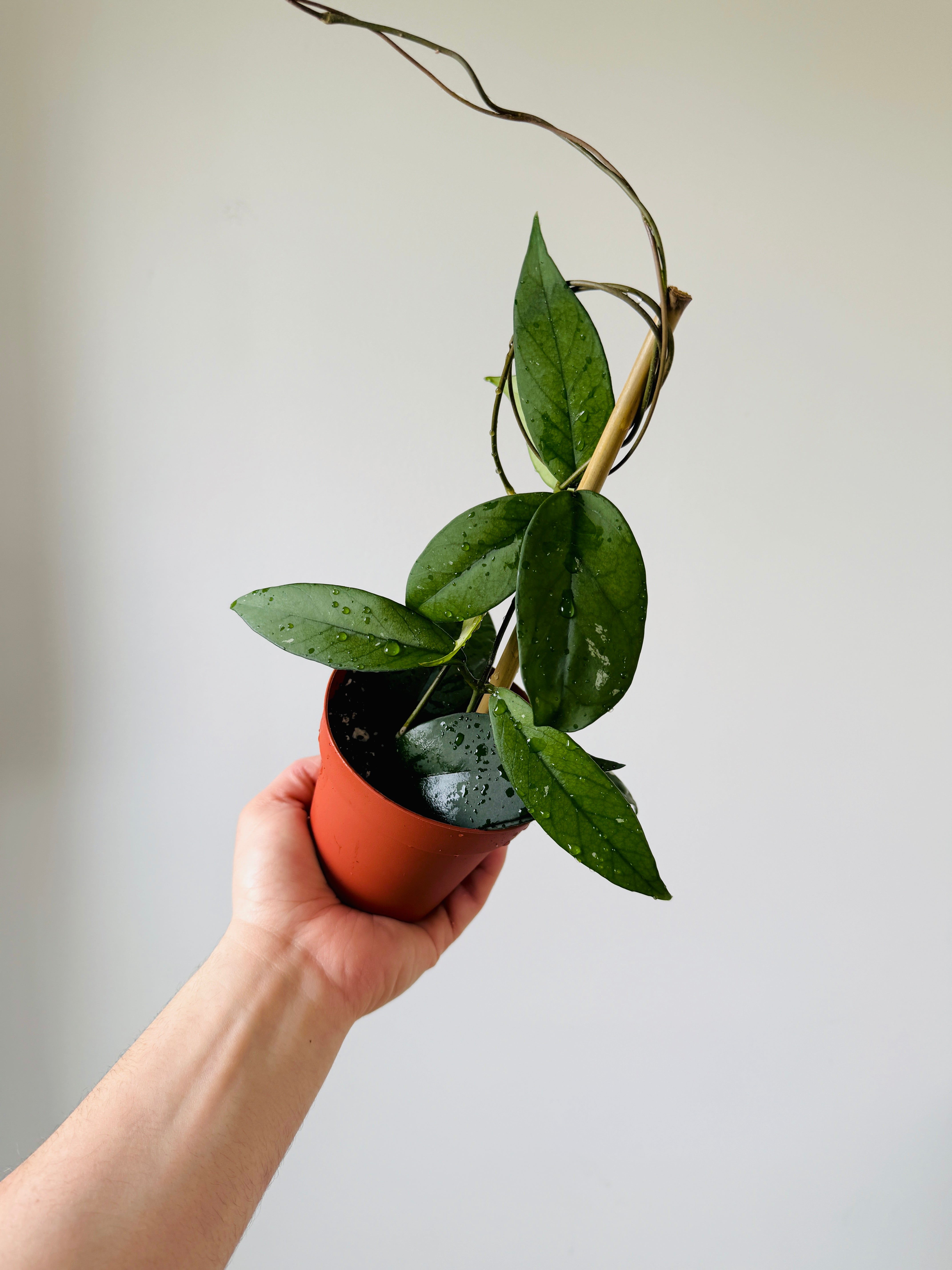 hoya ホヤ フィルラ ロング 4号 Amazon｜ホヤ(桜ラン)・ロンギフォリア 吊鉢5号鉢【品種で選べる