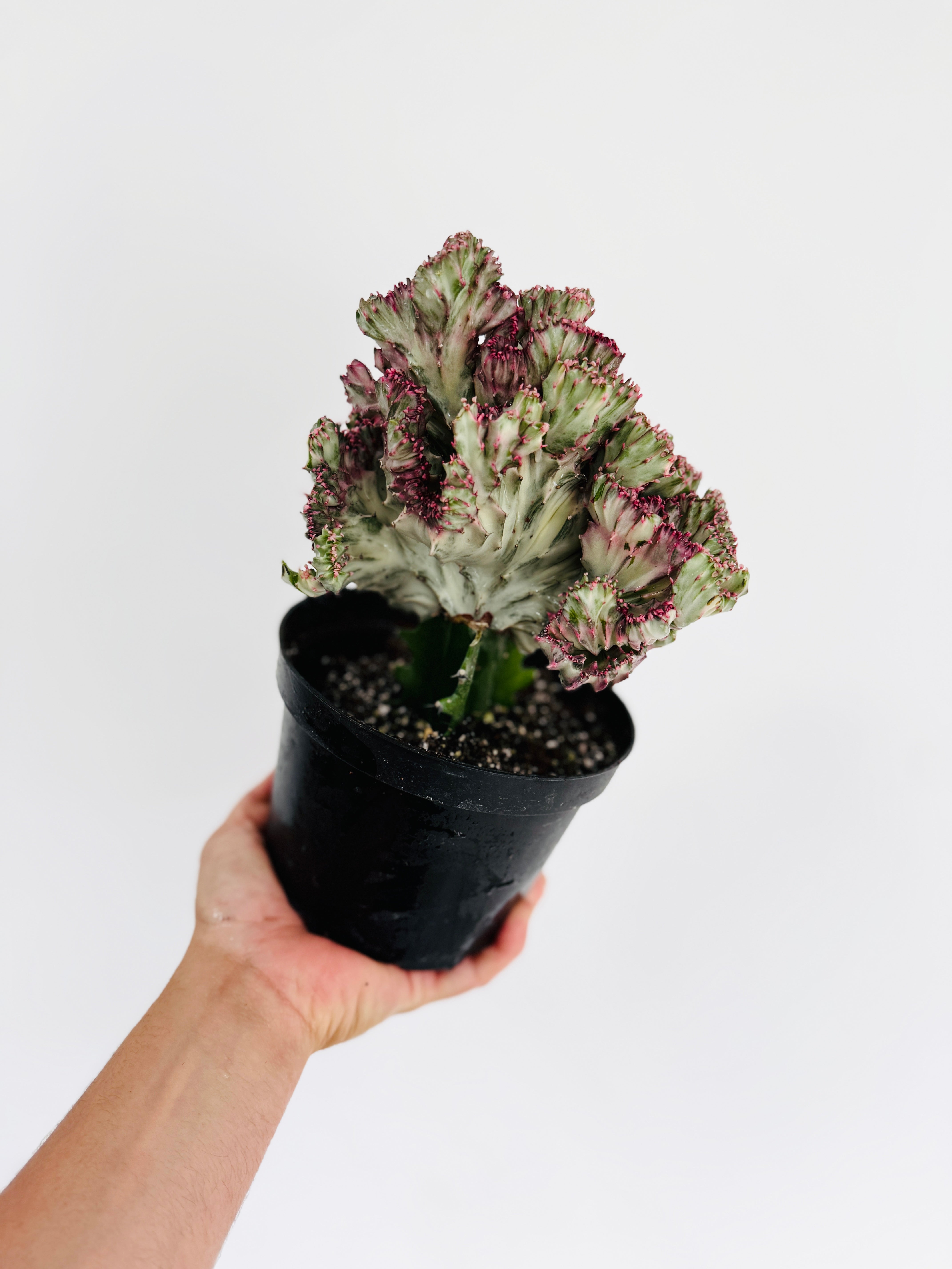 succulent cristata Euphorbia Cristata 'Rubra' - Pink Coral Cactus
