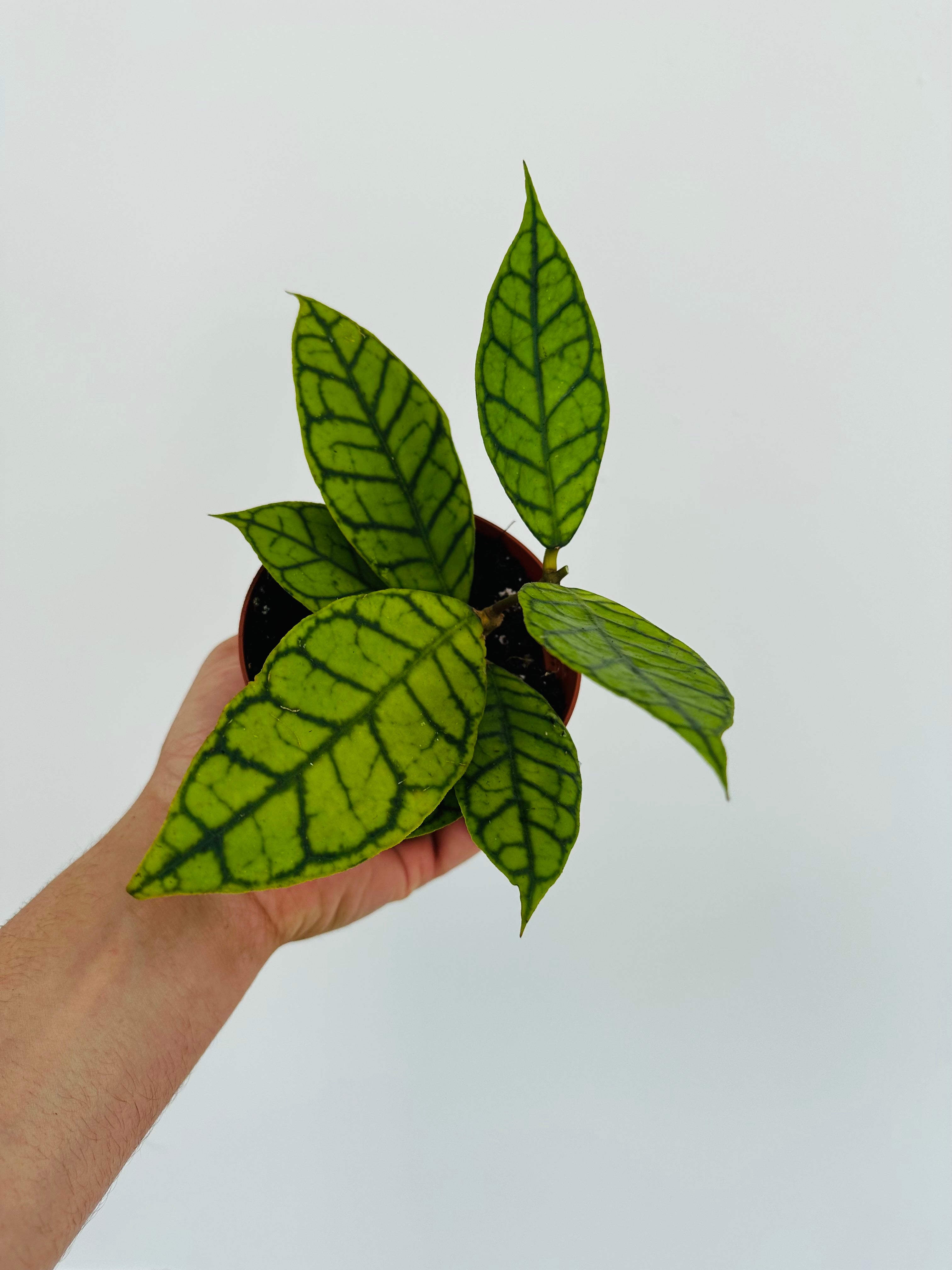 Hoya Kalimantan UT-158 - 4” Pot – Brumley & Bloom