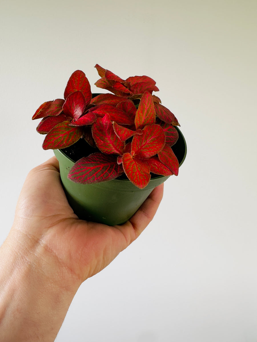 Fittonia Red Roses- 4