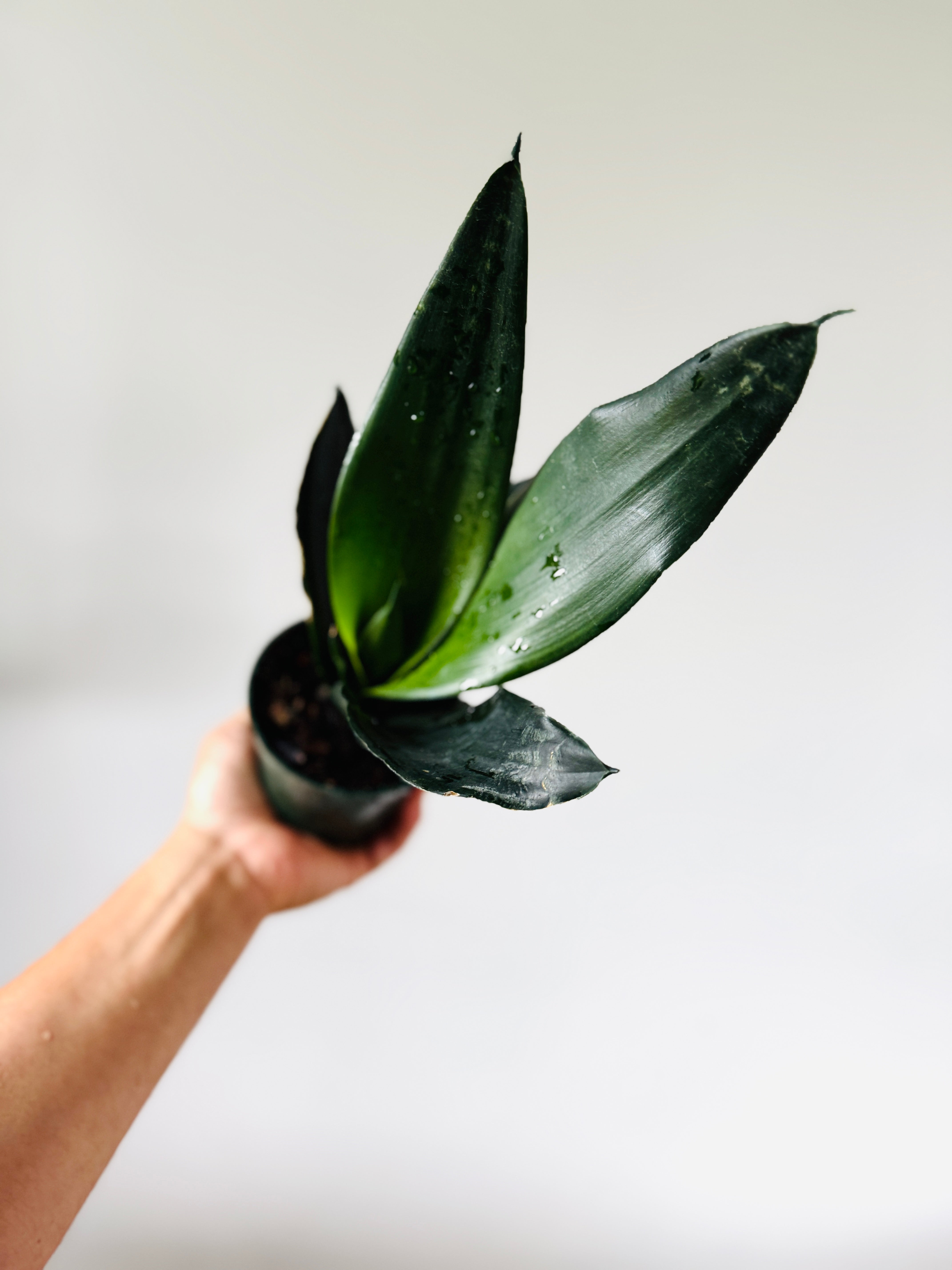 black dragon snake plant Sansevieria Black Dragon