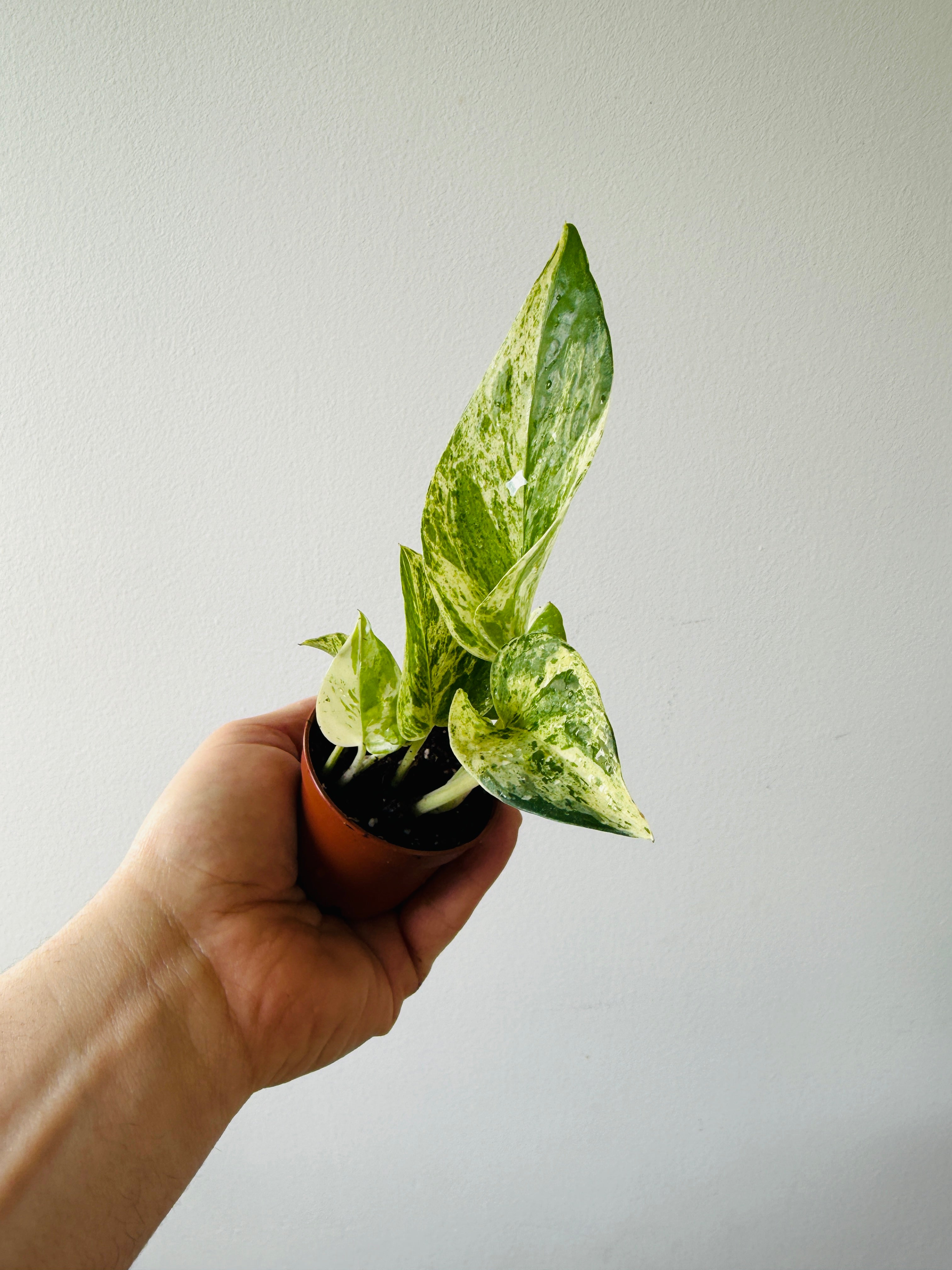 pothos marble green Epipremnum aureum 'Marble Prince' - Pothos UF-Ea-0316