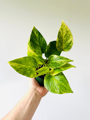 Pothos Neon Queen - New Cultivar - 4” Pot