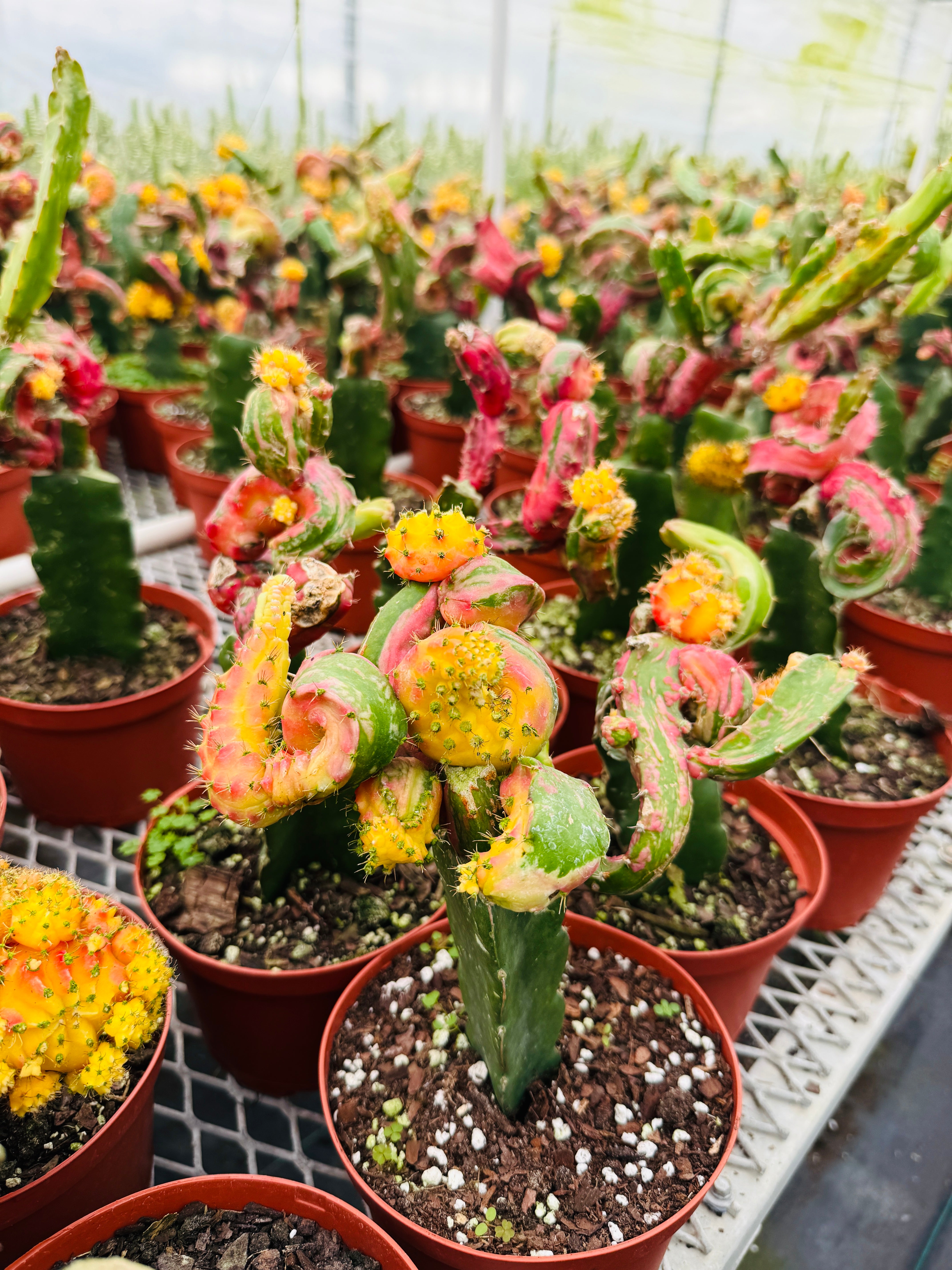 Psychedelic Chimaera Cactus