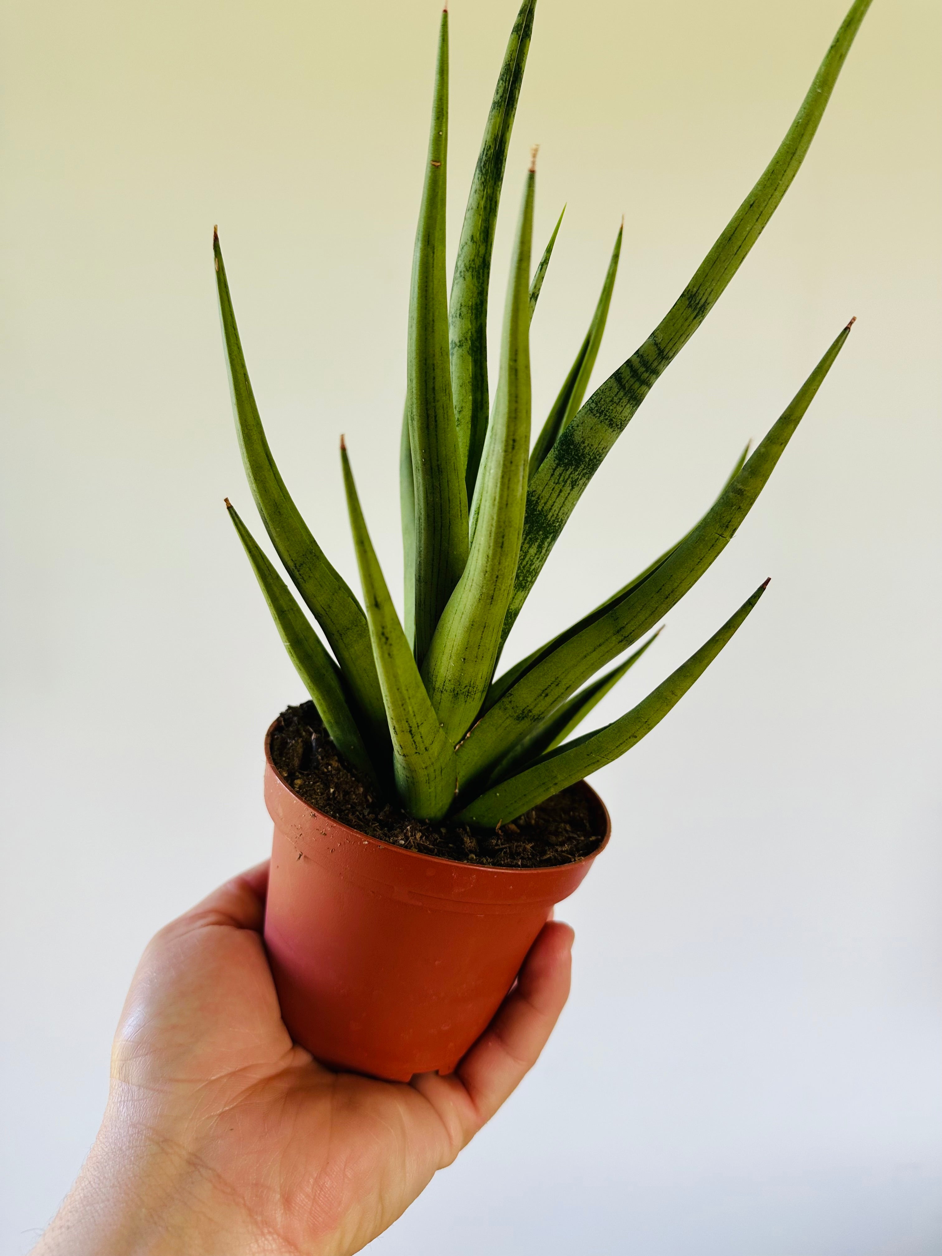 Sansevieria Bunlue's Torch - 4