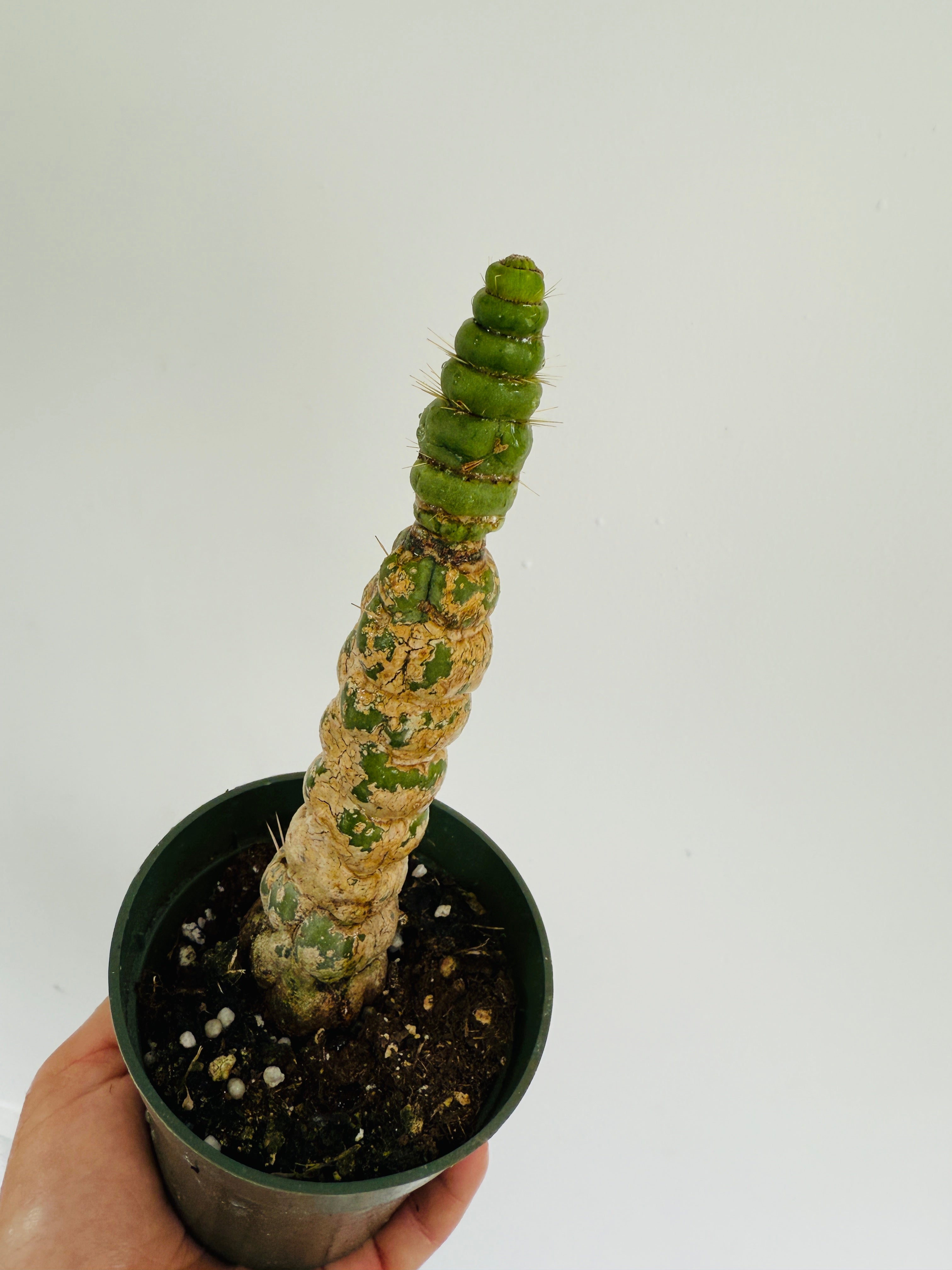 unicorn succulent Unicorn Cactus