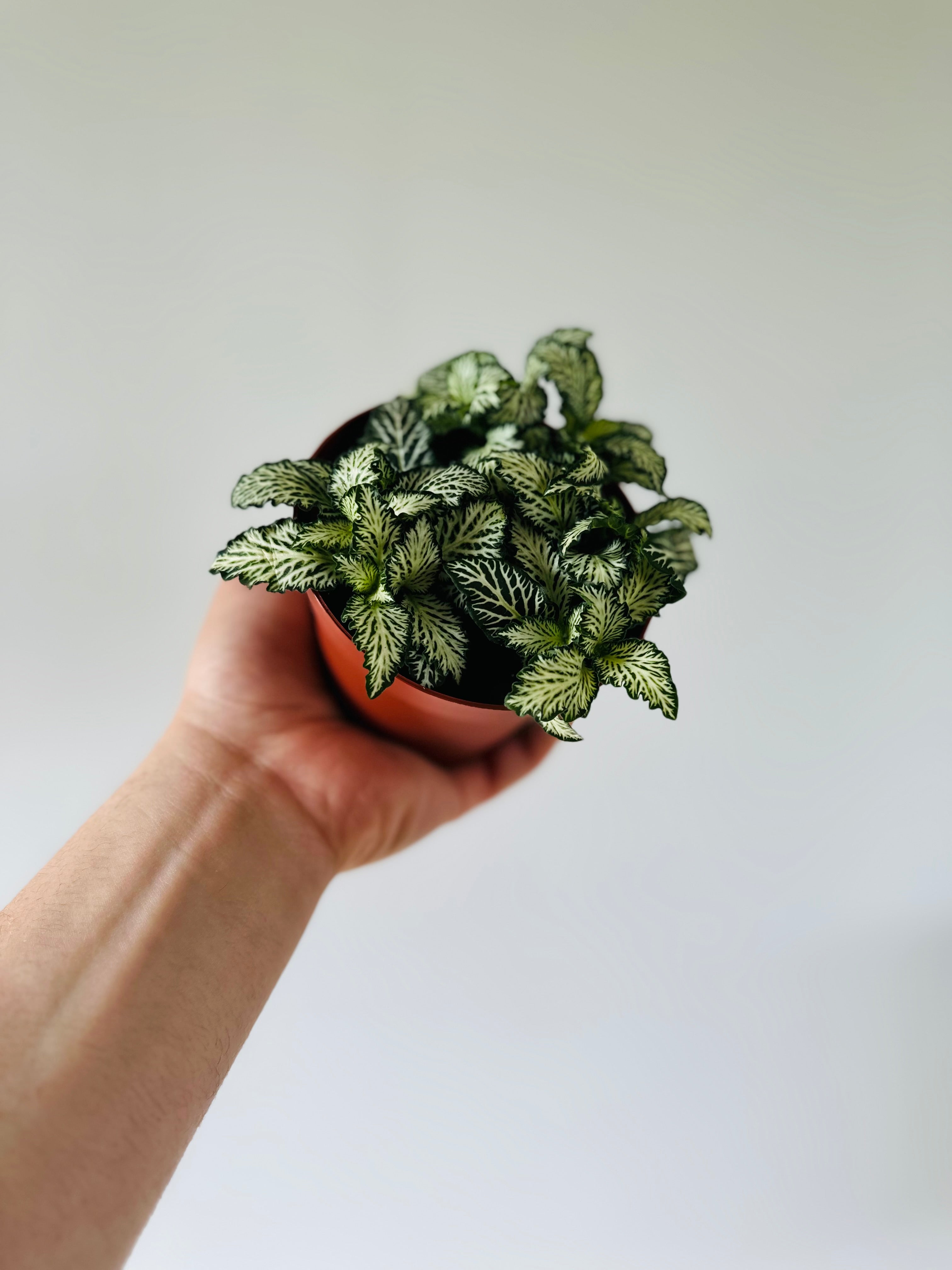 fittonia plant Fittonia White Star- 4