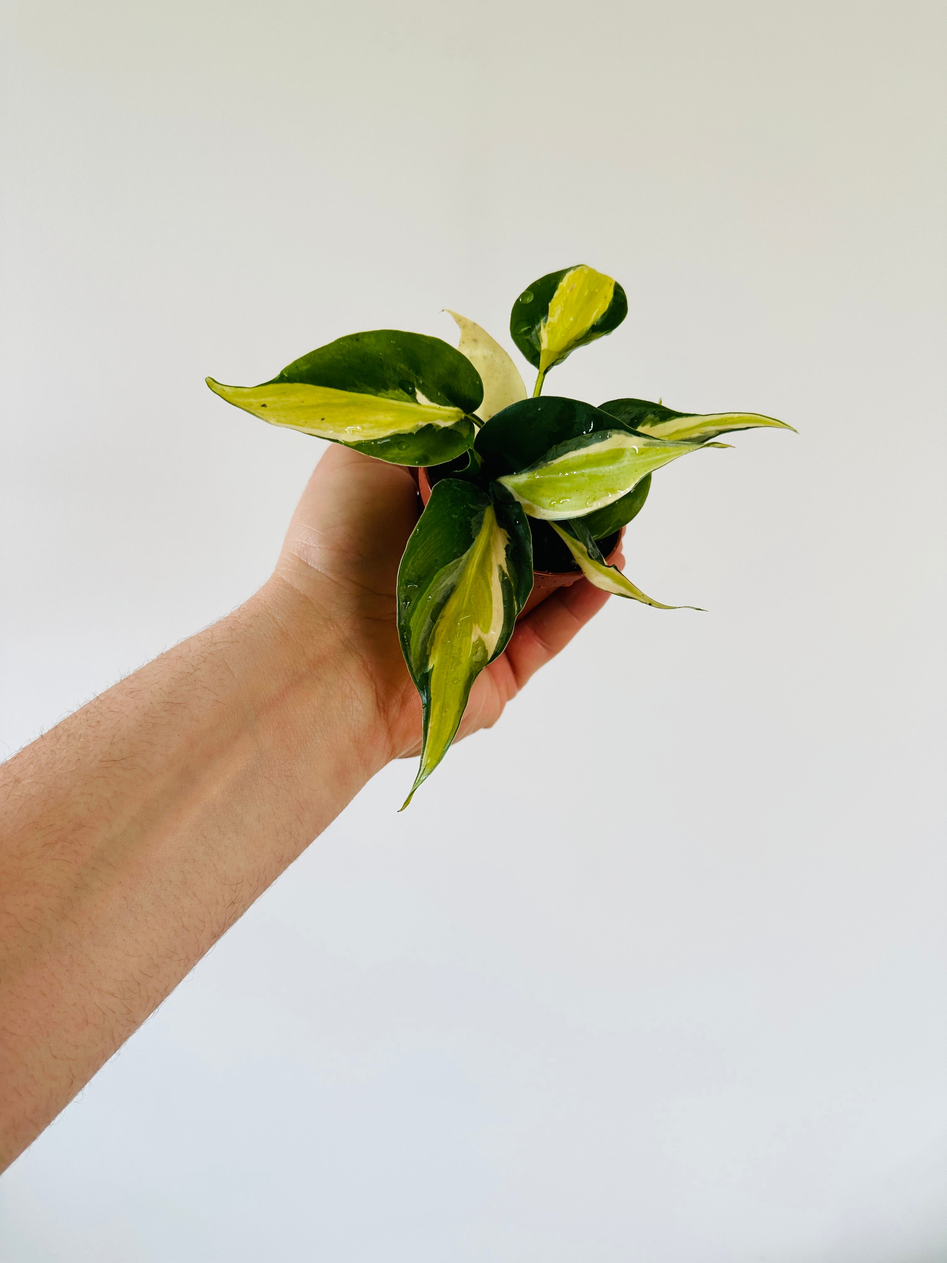 cream variegated philodendron Philodendron Cream Splash - Grown From Mother Plant A