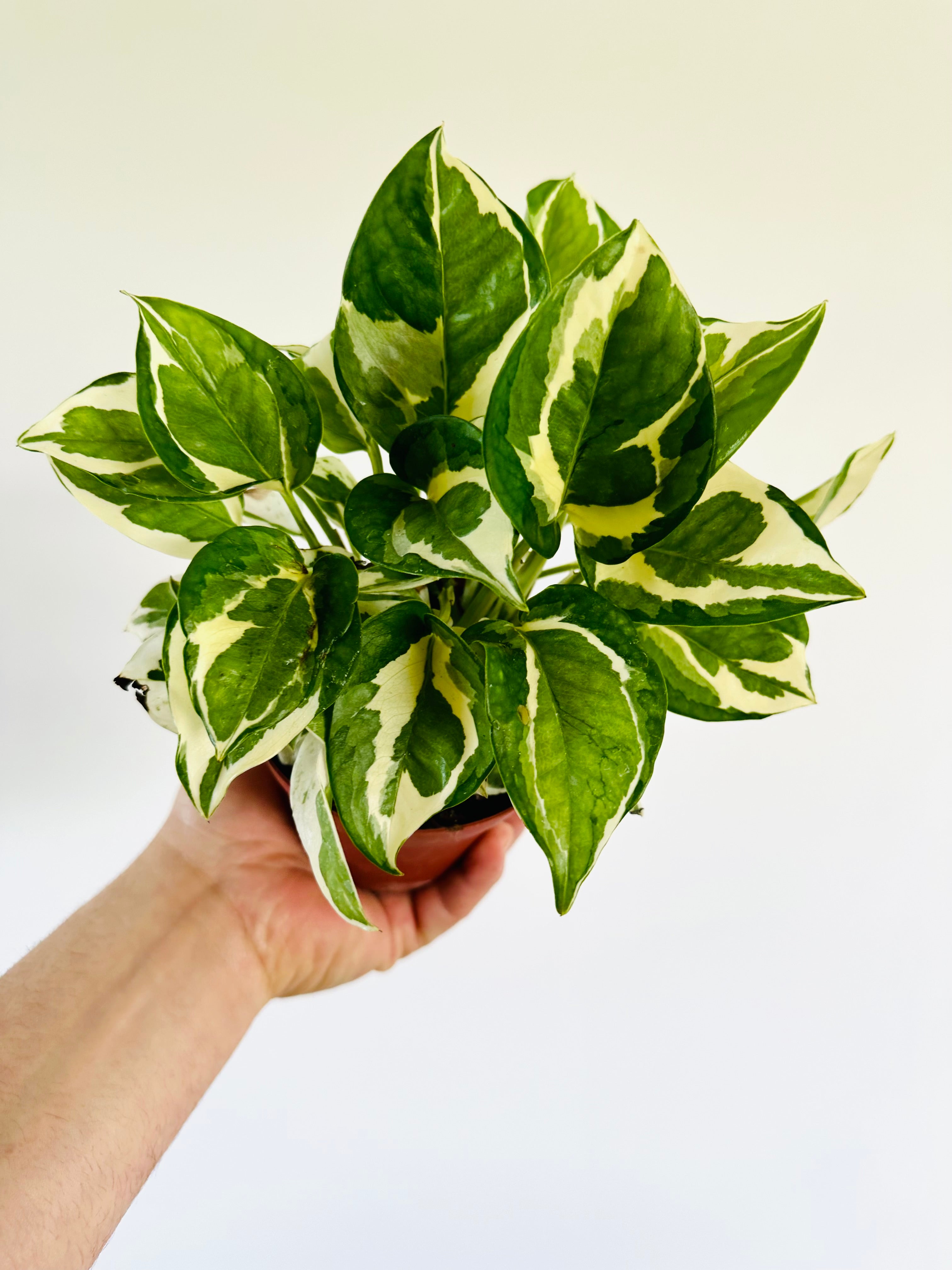Epipremnum Aureum Glacier - Rare Pothos Variety - Variegated