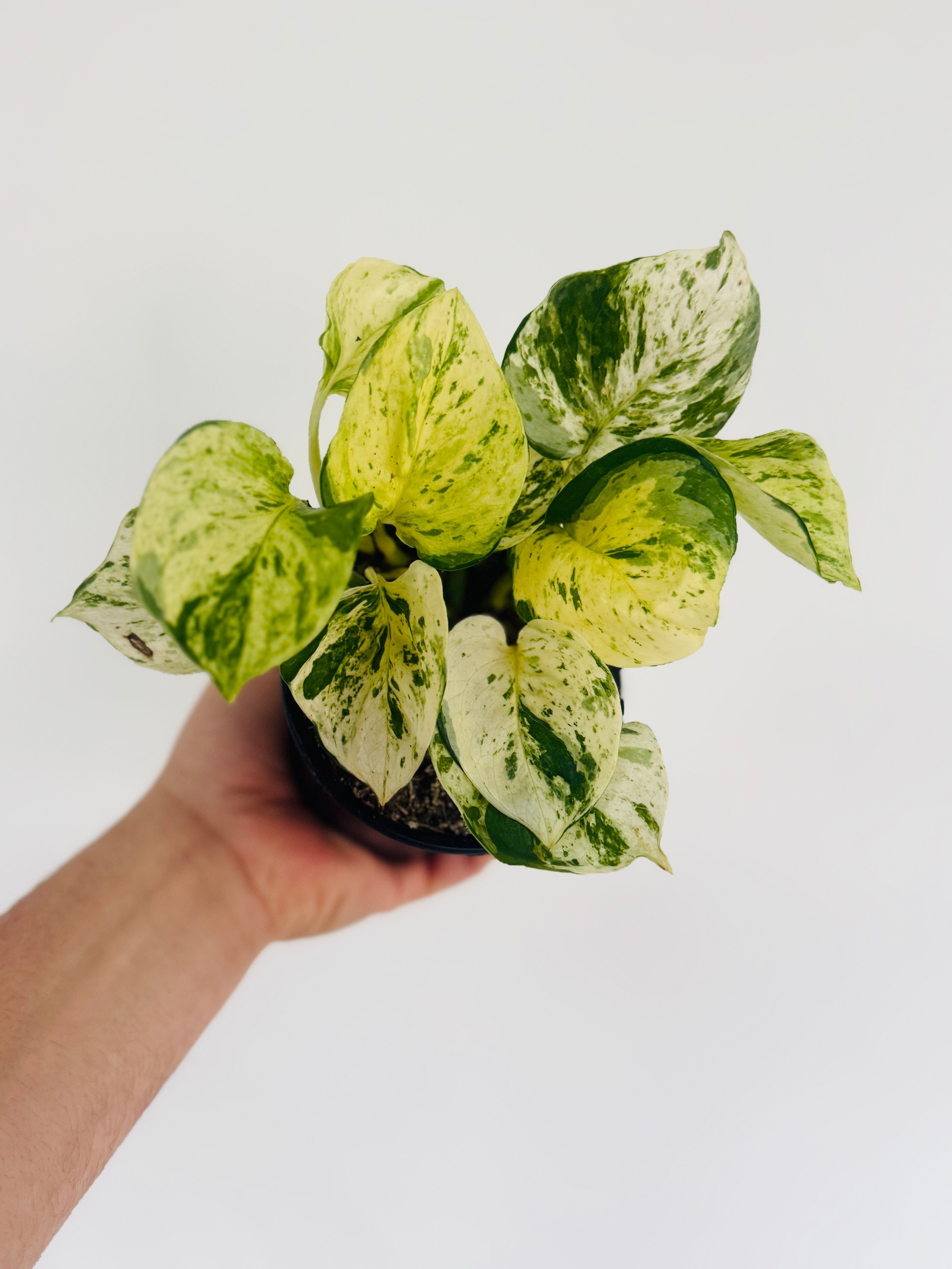 Pothos Harlequin