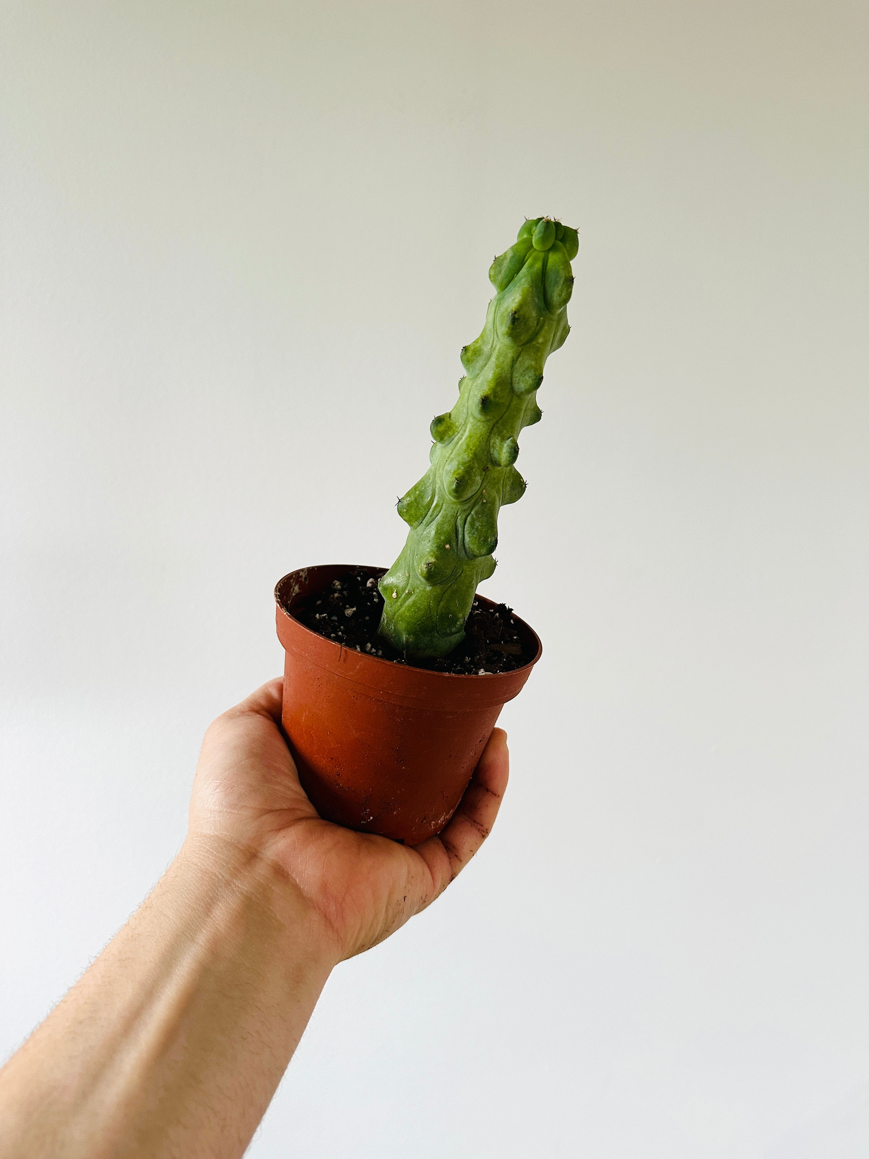 Boobie Cactus - Myrtillocactus Geometrizans Fukurokuryuzinboku